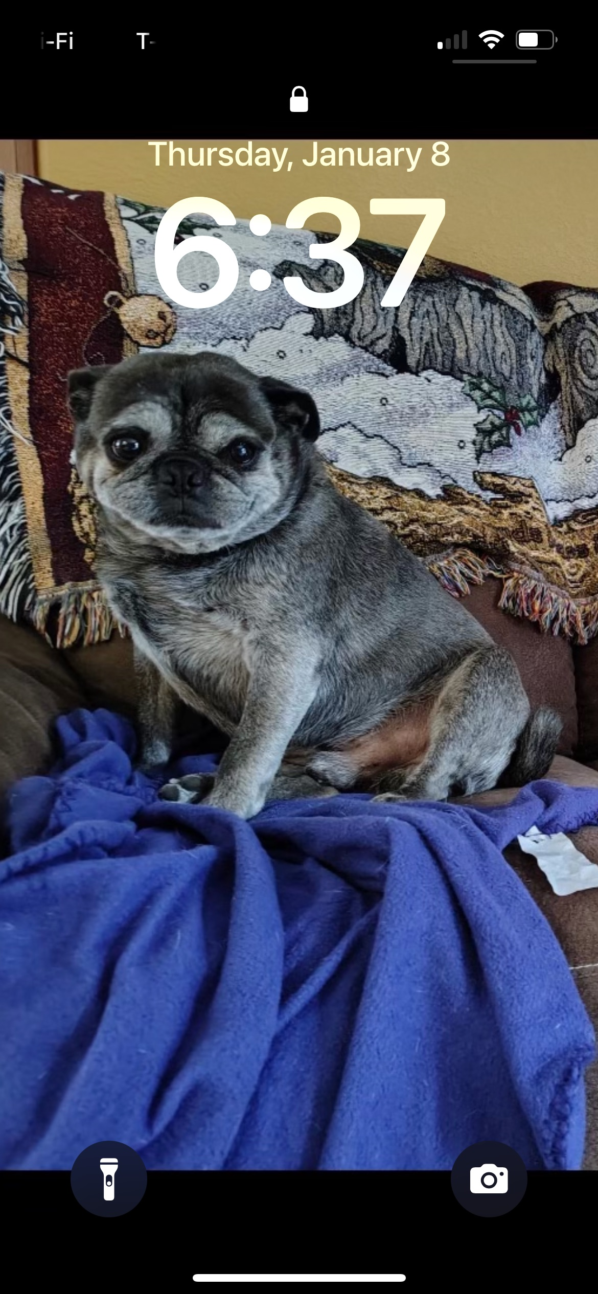 Lost Black & Silver Pug in Bemidji