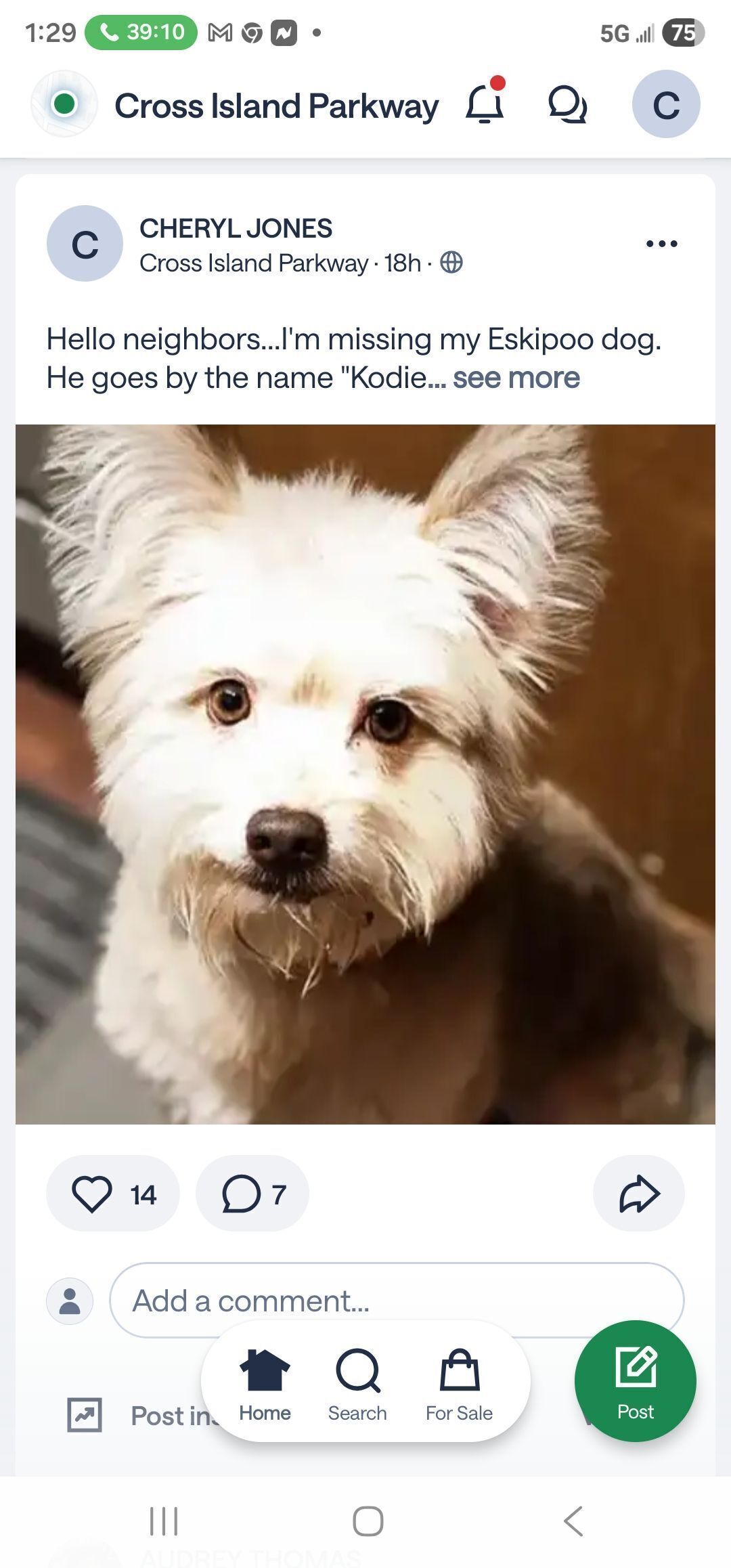 Lost Dog Kodie: Friendly, Furry, & Missing