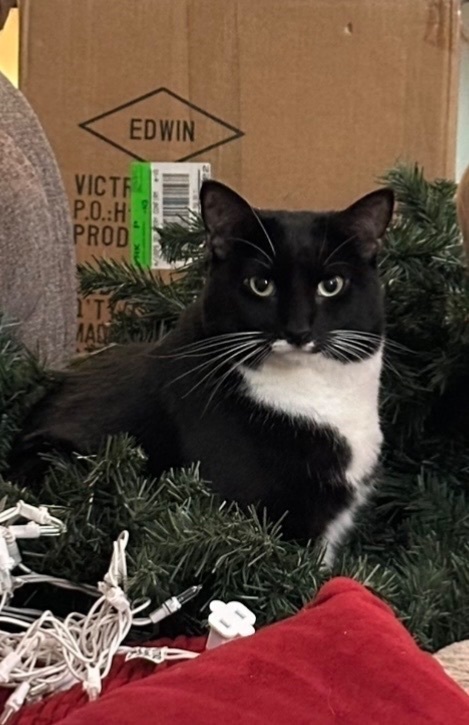 Help Find Smokey: Lost Cat in Dundalk