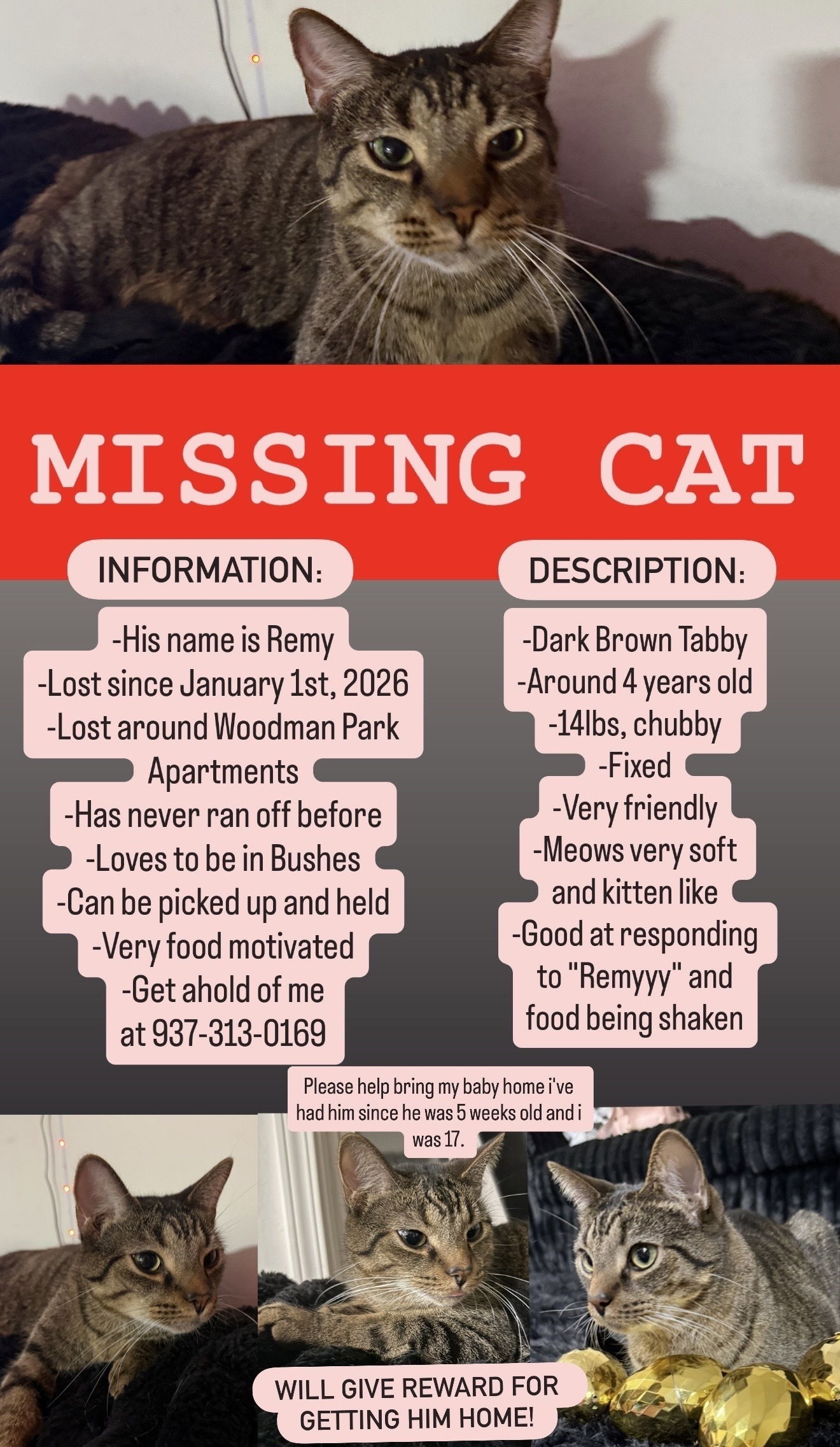 Lost Chubby Tabby on Woodman Park Dr