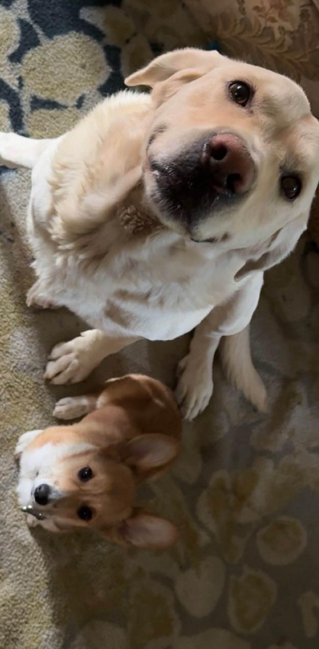Lost Friendly White Lab Mix in Vegas