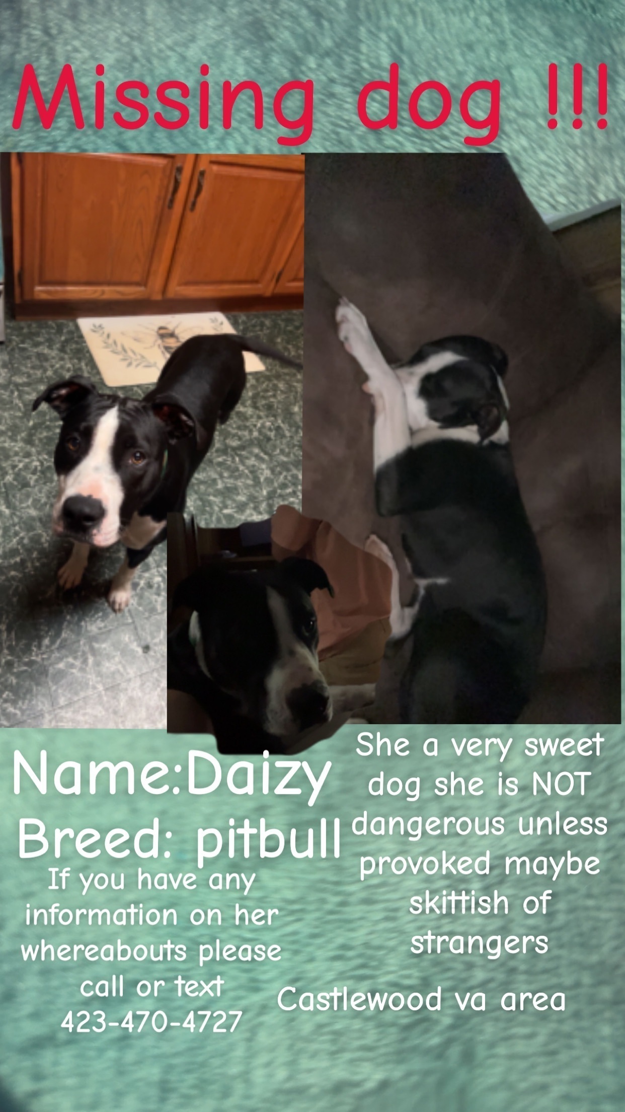 Lost Pitbull: Daizy Missing in Castlewood