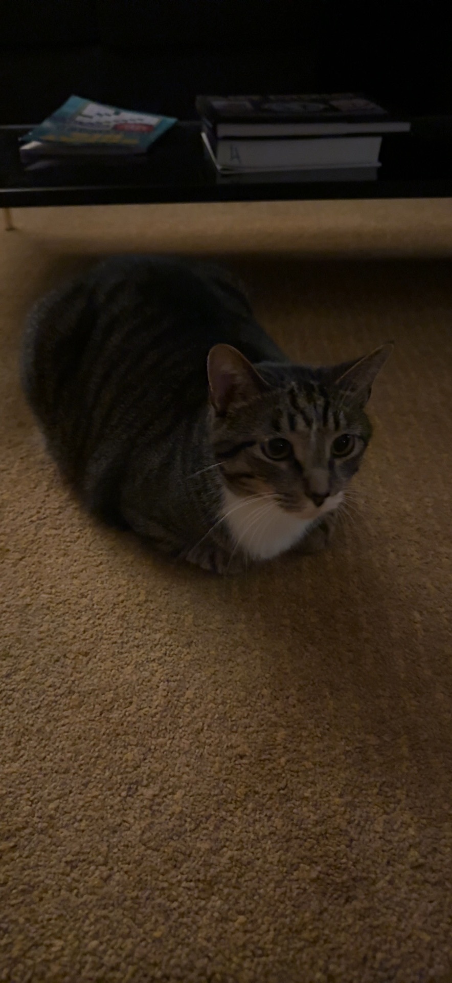 Lost Chunky Cat: Stripes, Fort Thomas