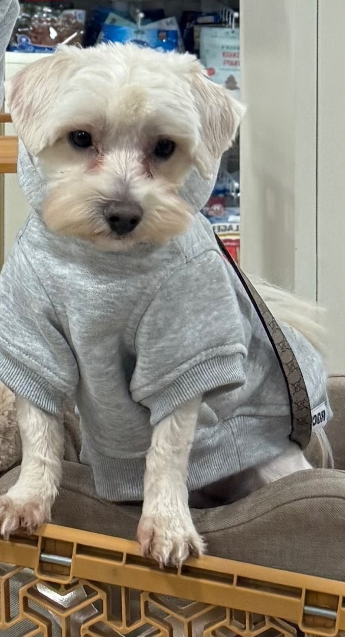 Lost: Small Cream Dog 'Caramel' in Coral Gables