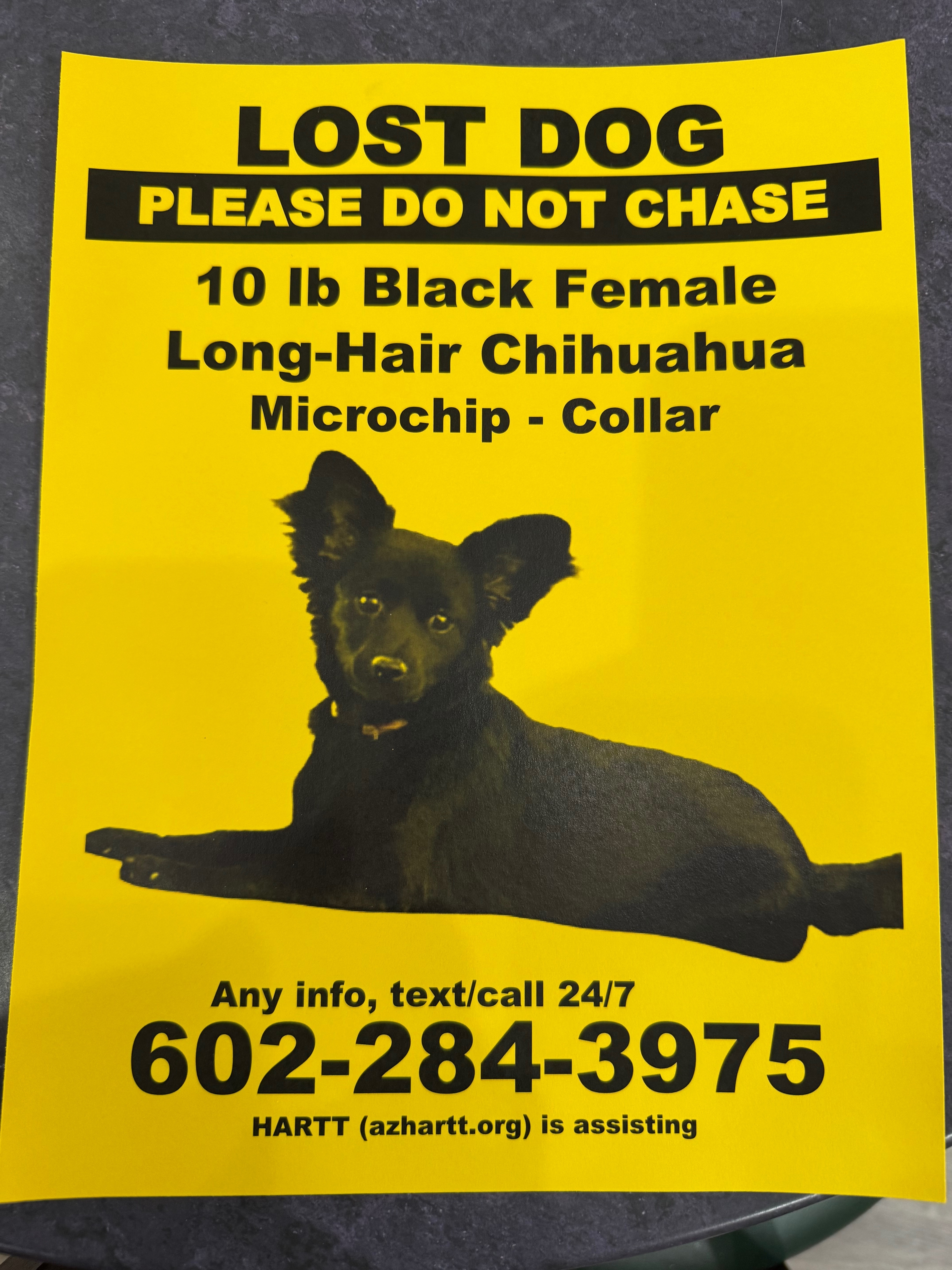 Lost: Small Black Chihuahua in Sun City