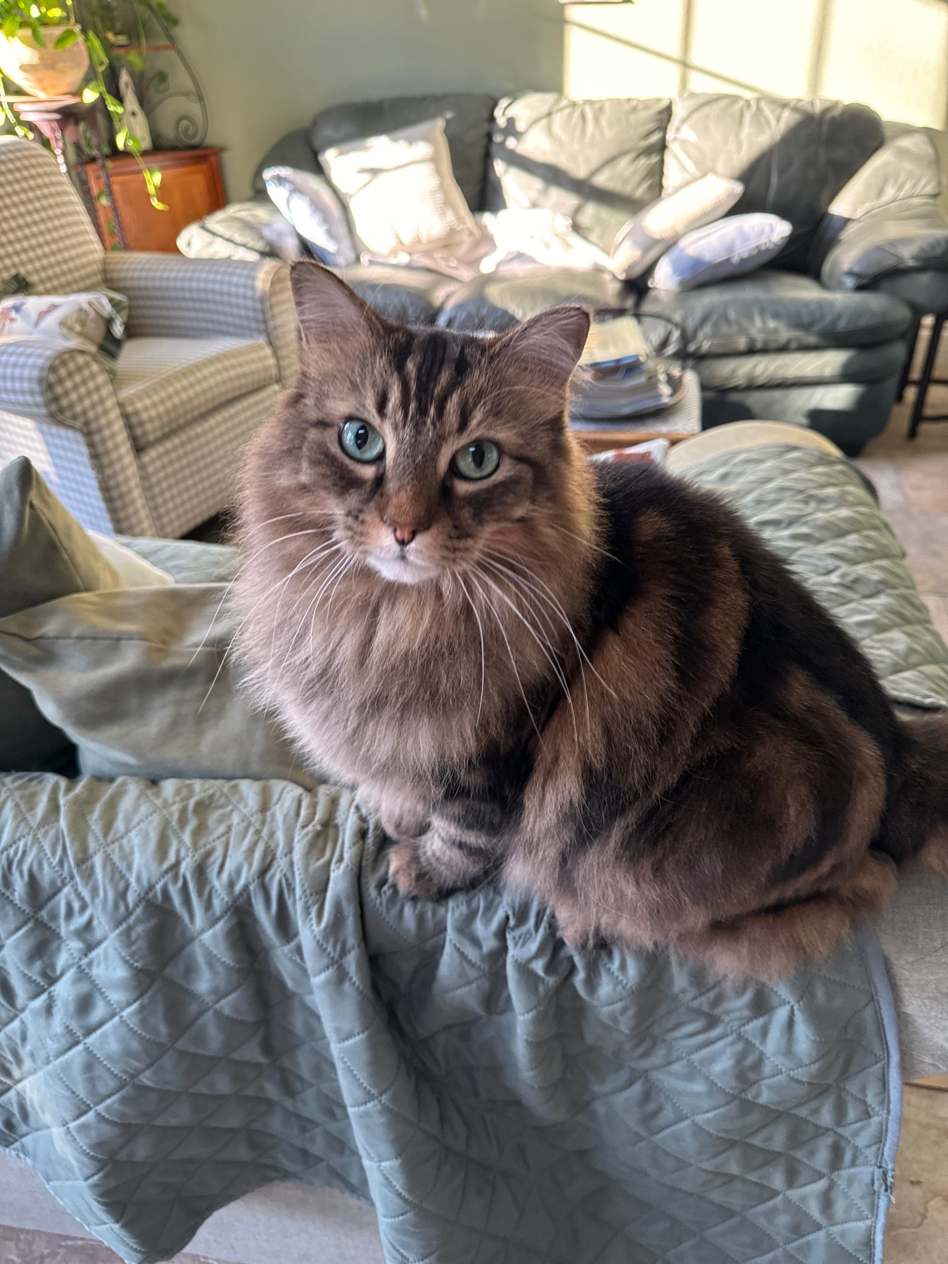 MISSING: Skittish Maine Coon Mix in Poquoson