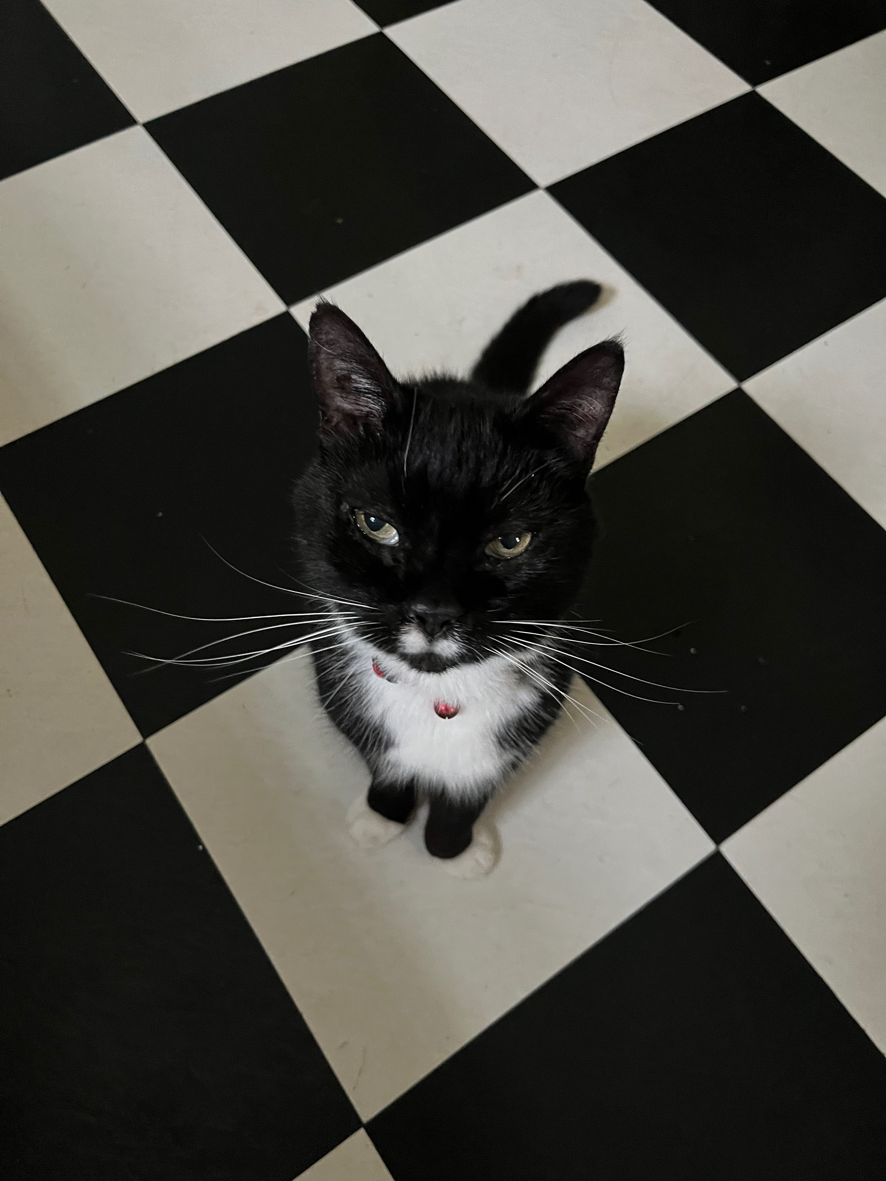 Lost: Friendly 14 Yr Old Tuxedo Cat