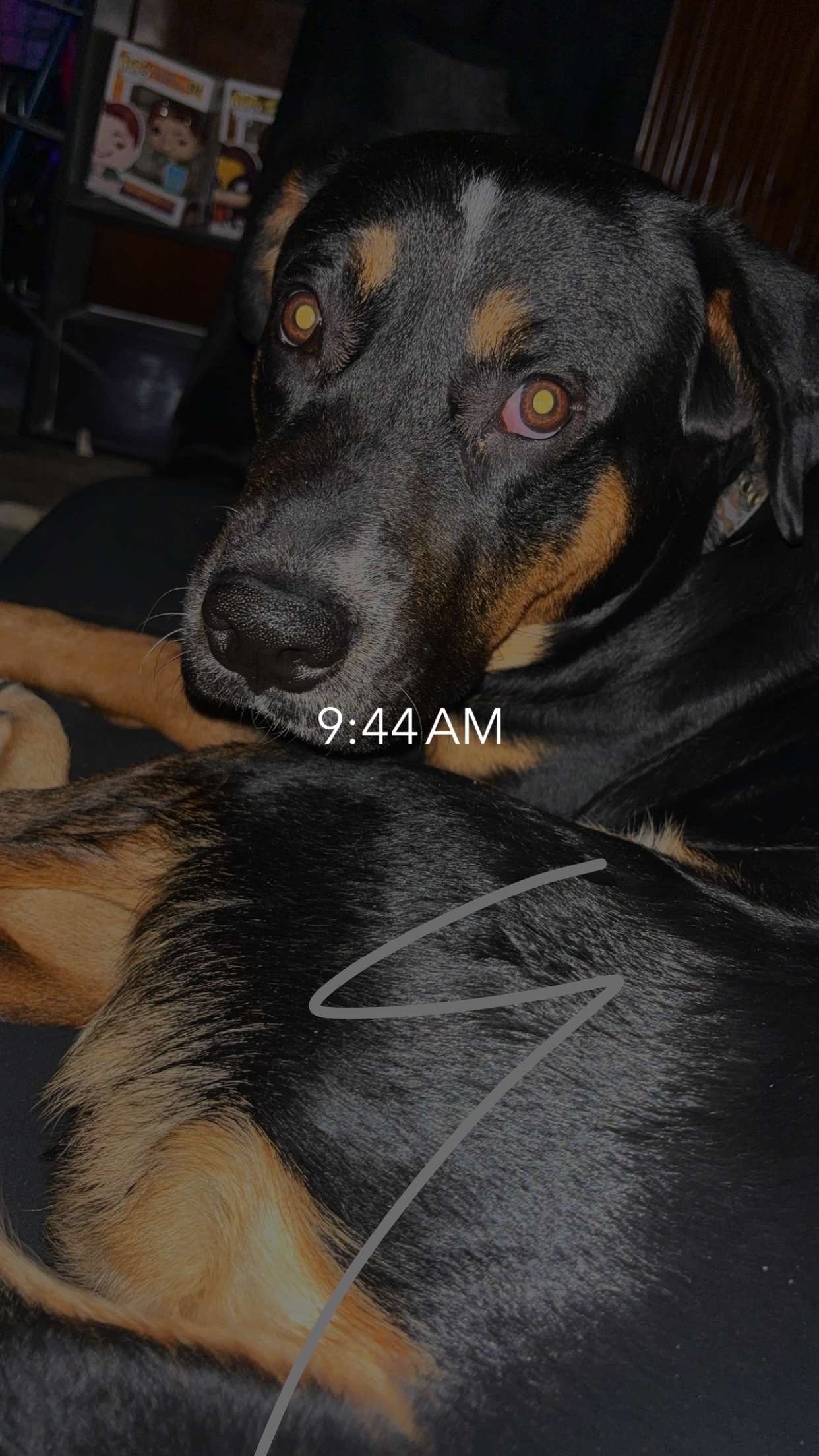 Lost Dogs: German Shepherd & Small Mix