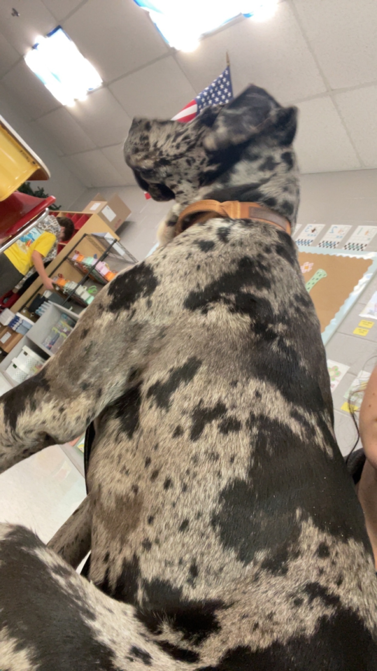 Lost Merle Dog: Brown Eyes, White Chest