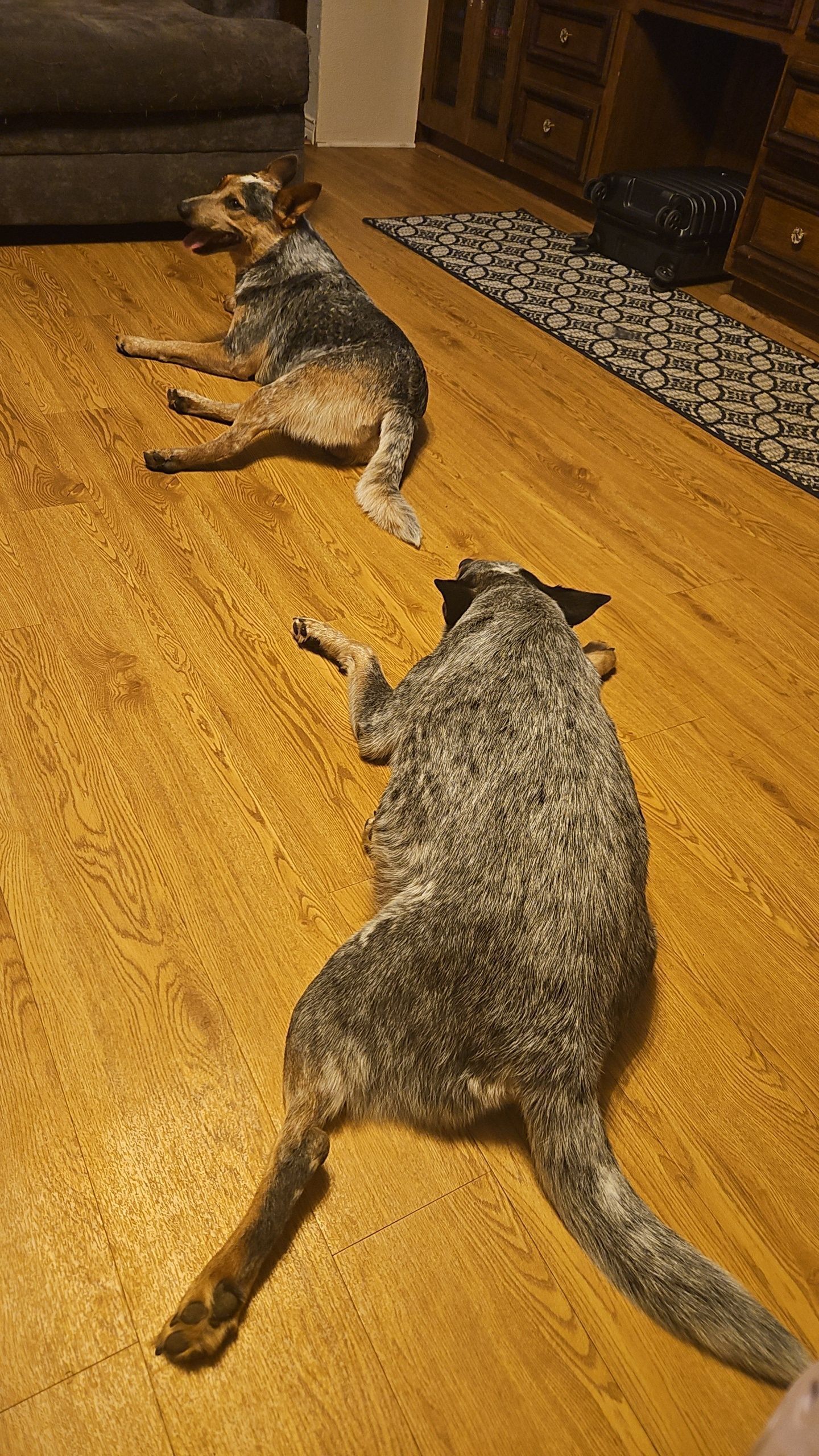 Lost Blue Heelers: Vida & Halo in DeSoto