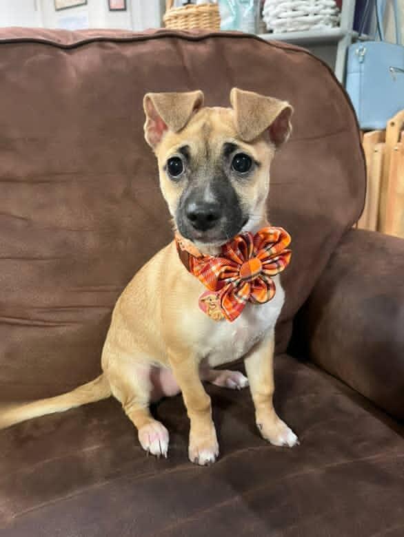 Lost Tan Terrier Mix Puppy in Tulsa!