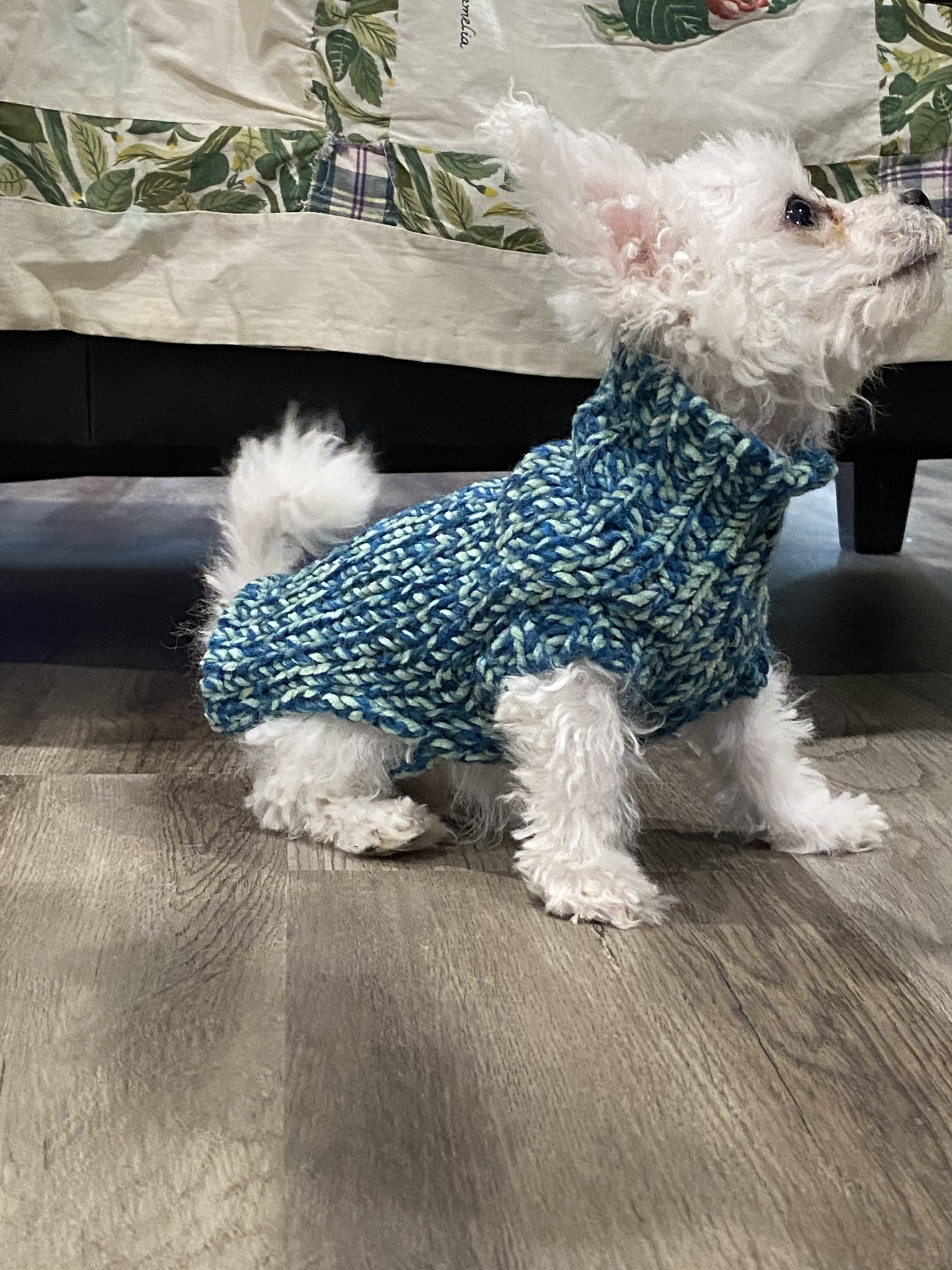 Lost Friendly Bichon Frise on Ingram Rd