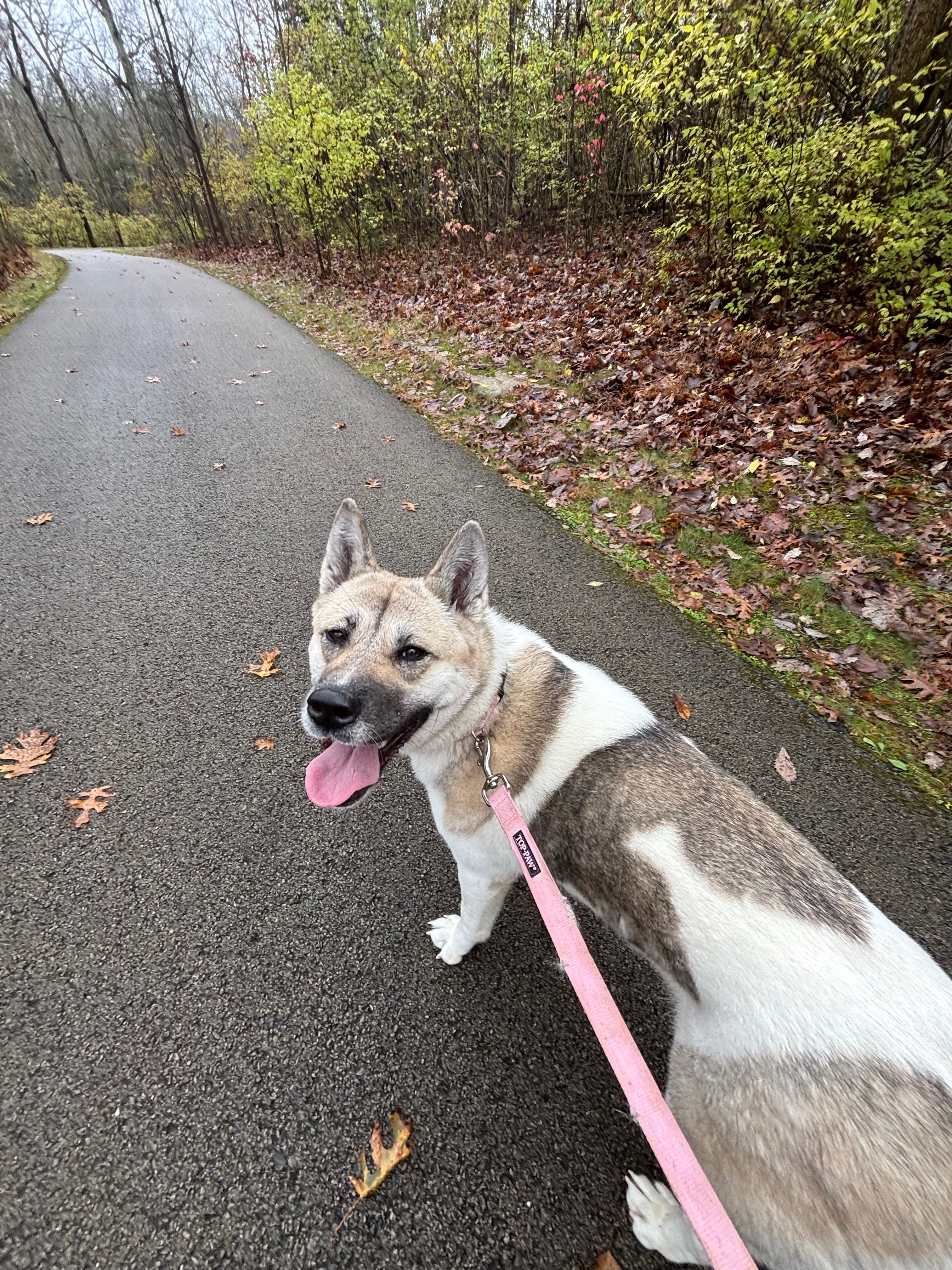 Lost Dog: Olive with Pink Collar in KY