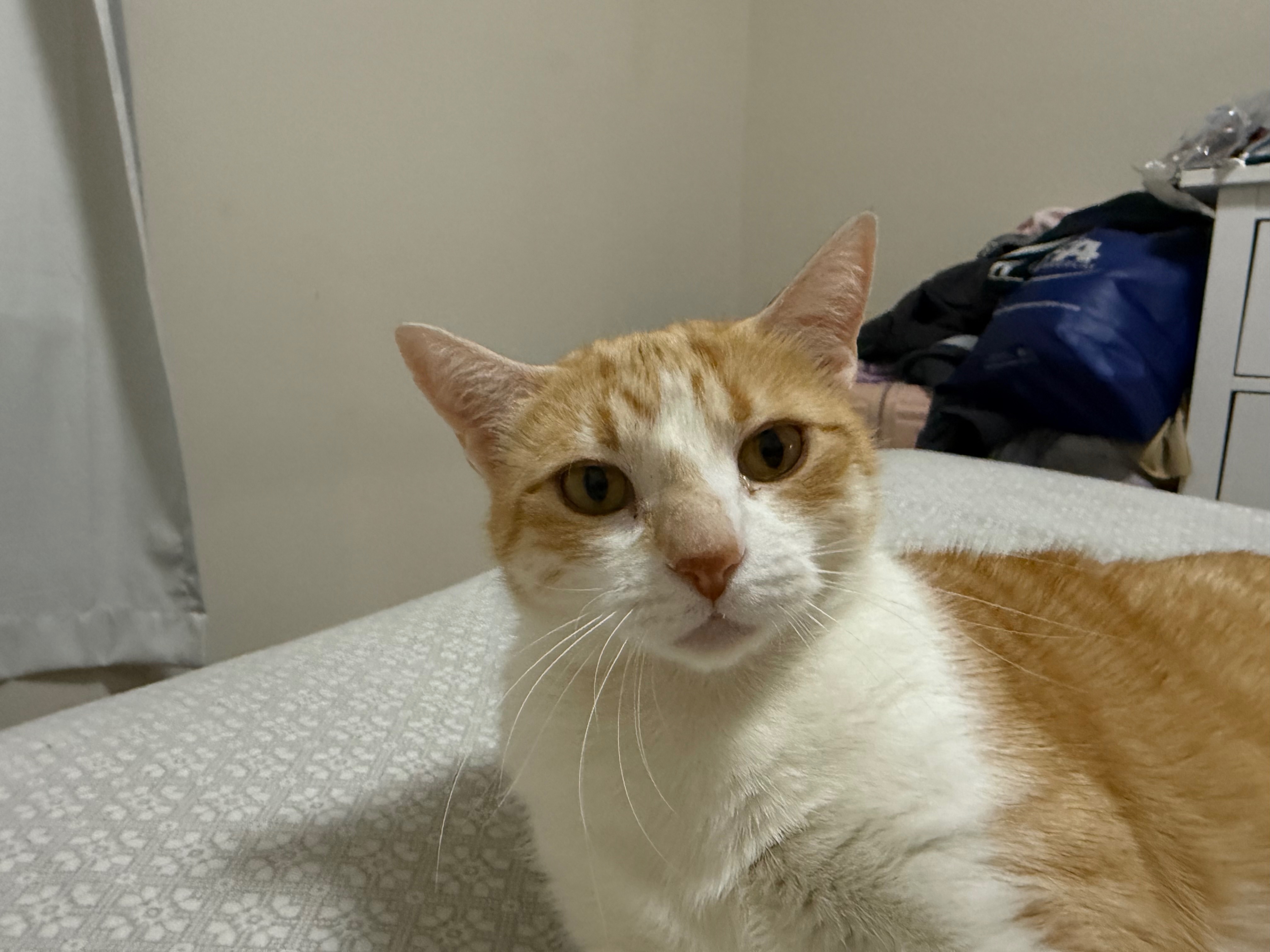 Missing Cat on Sycora Lane, Islandia