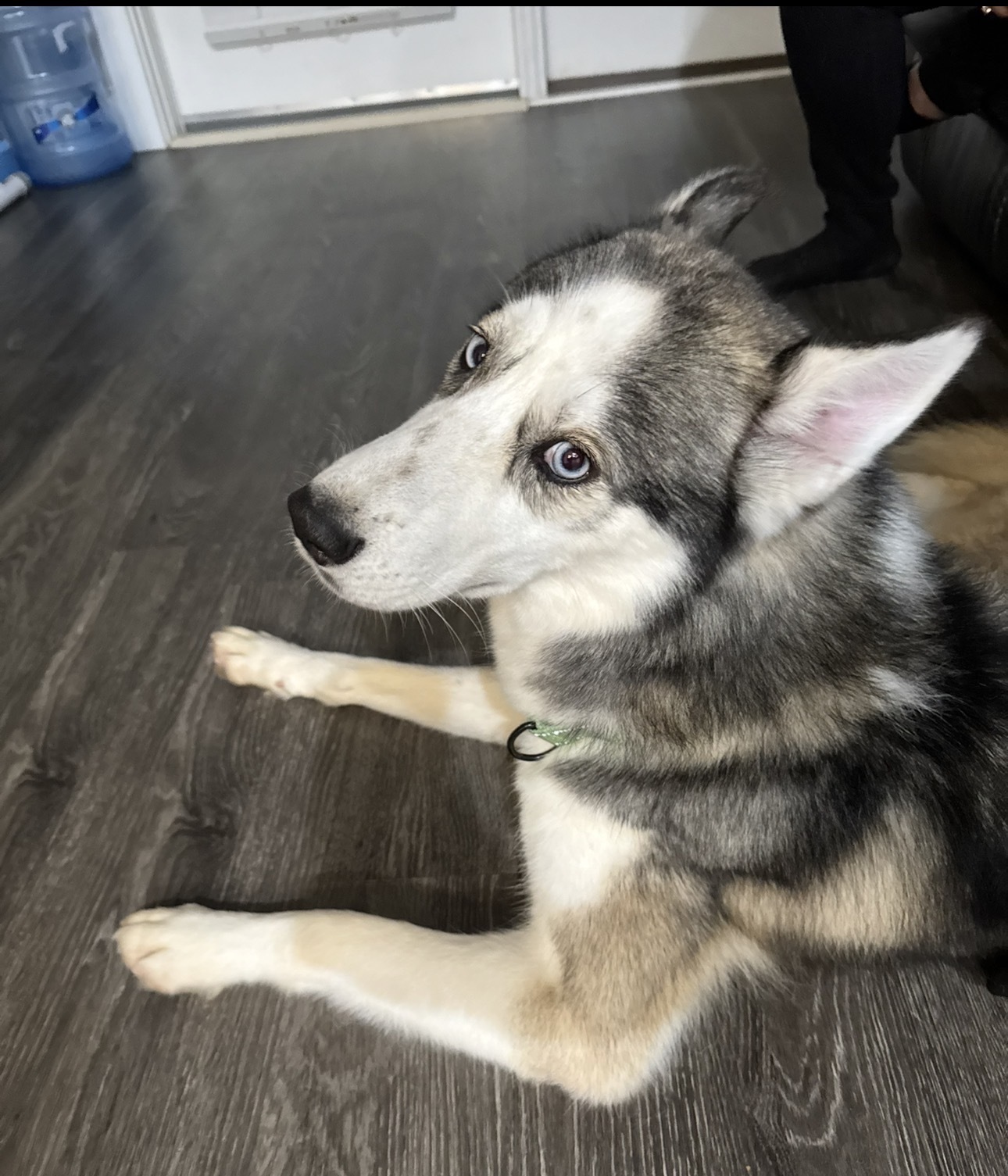 Lost Husky: Blue Eyes, Big A Road, GA