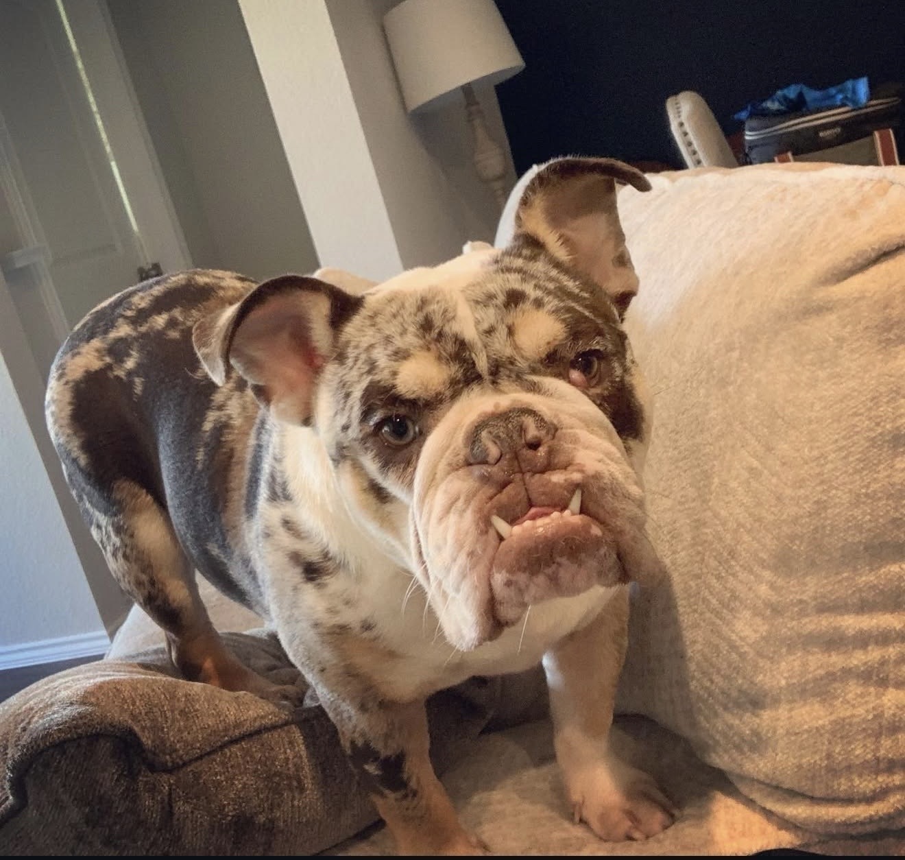 Lost Chocolate Tri Merle Bulldog in Houston