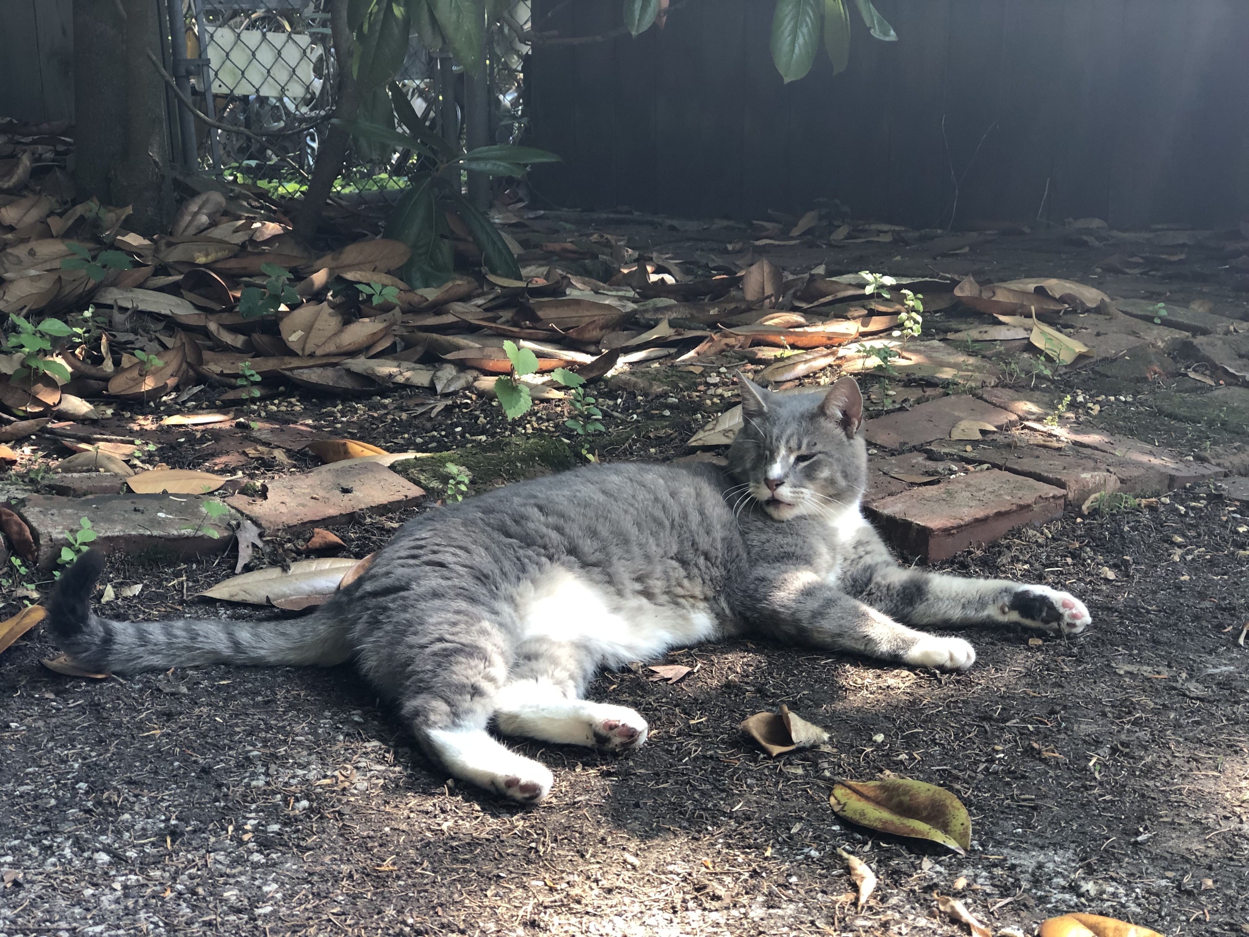 Lost One-Eyed Cat: Lt Gray, White Paws
