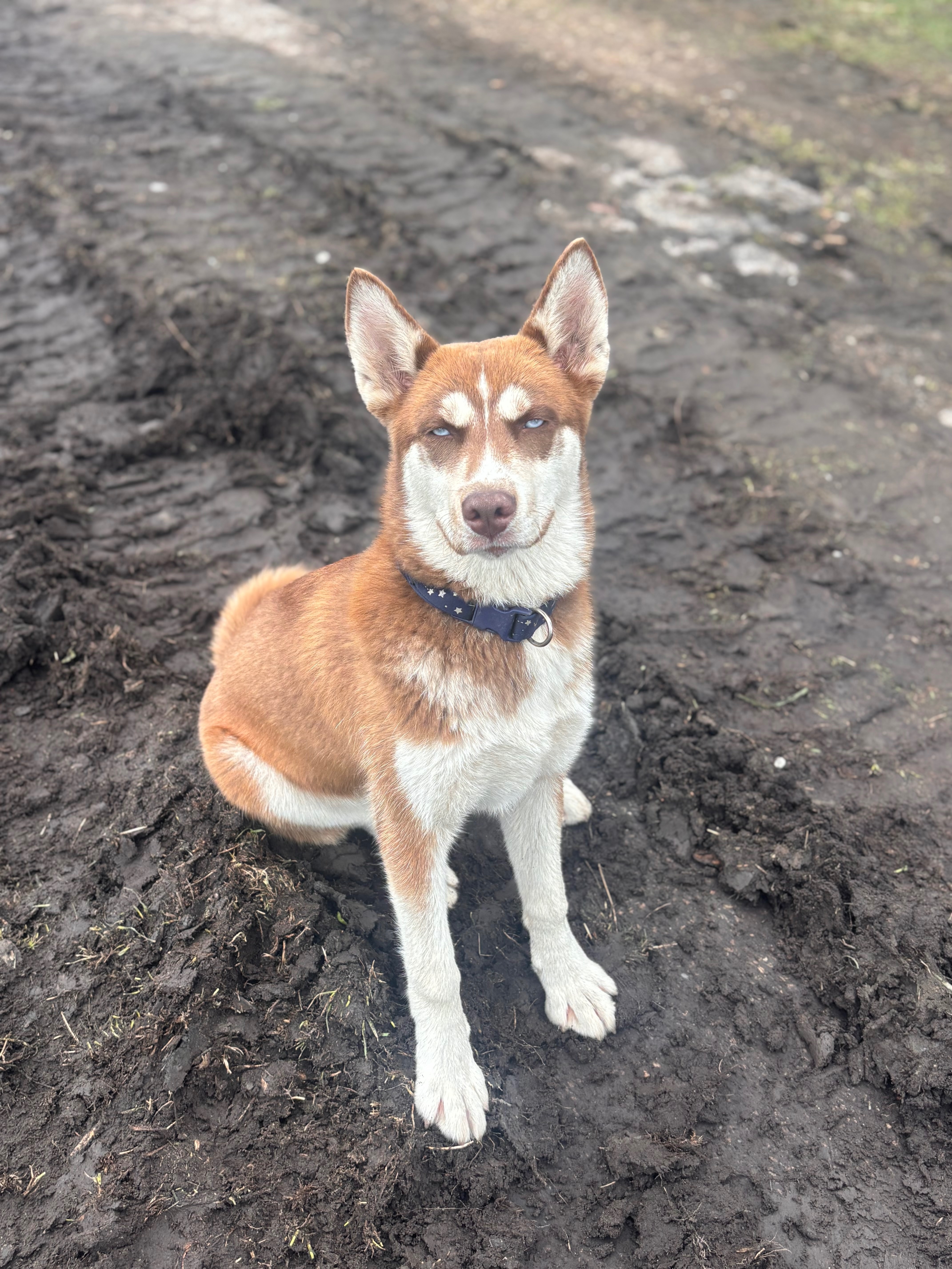 Lost Husky: Red Collar, Eau Claire