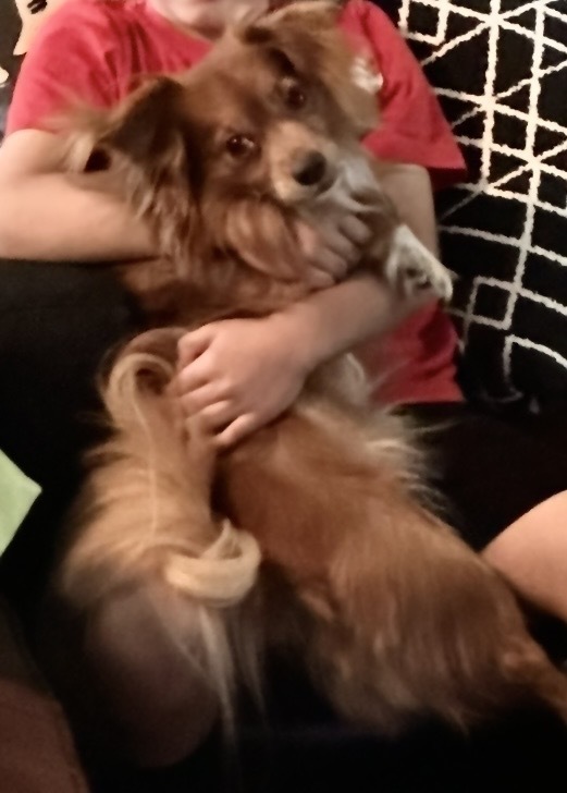 Lost Dog on Central Ave: Royal Blue Collar