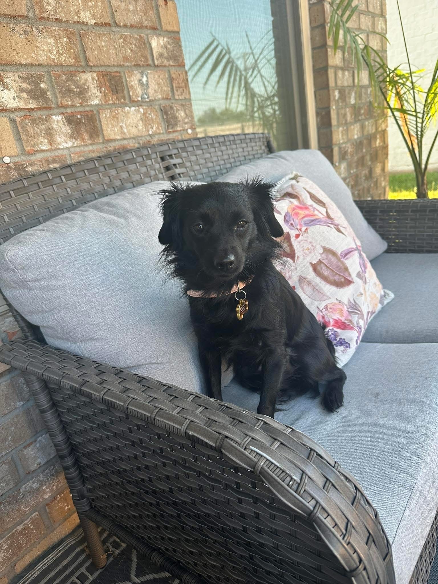 Lost Black Mix Breed Dog in Foley