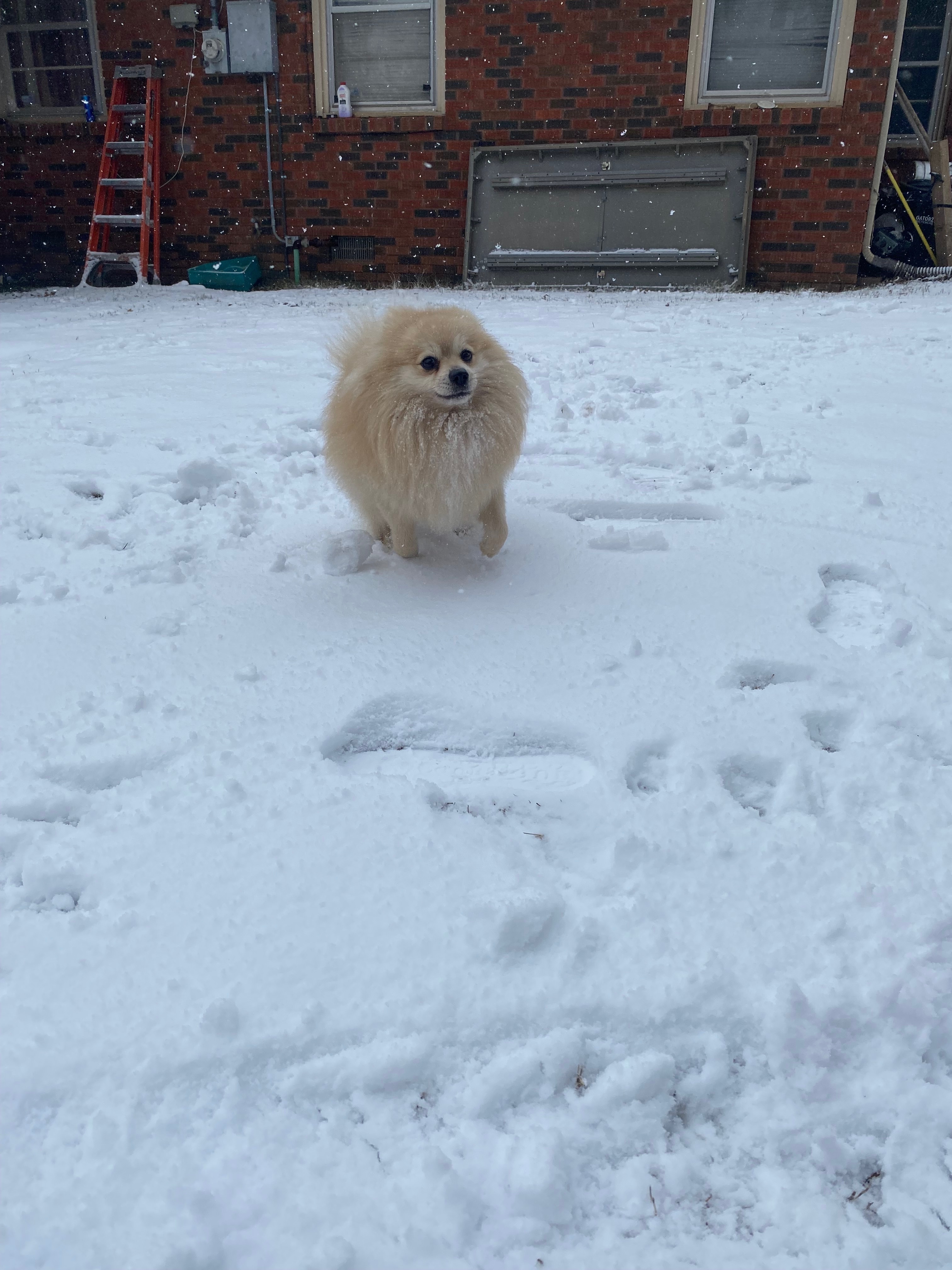 Lost Light Brown Dog: NW 17th St, OKC
