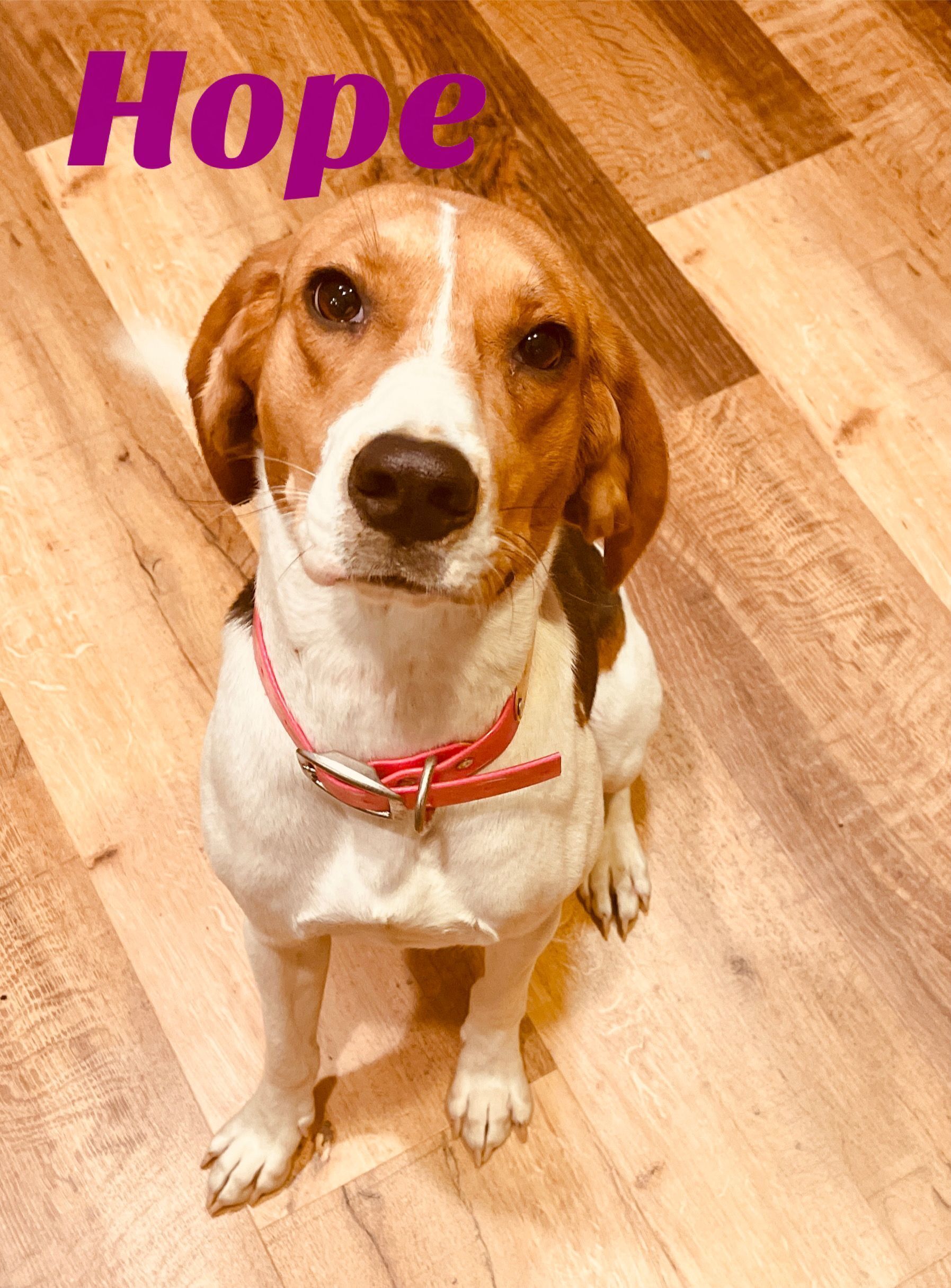 Lost Dog in Roy, ID: Orange Collar