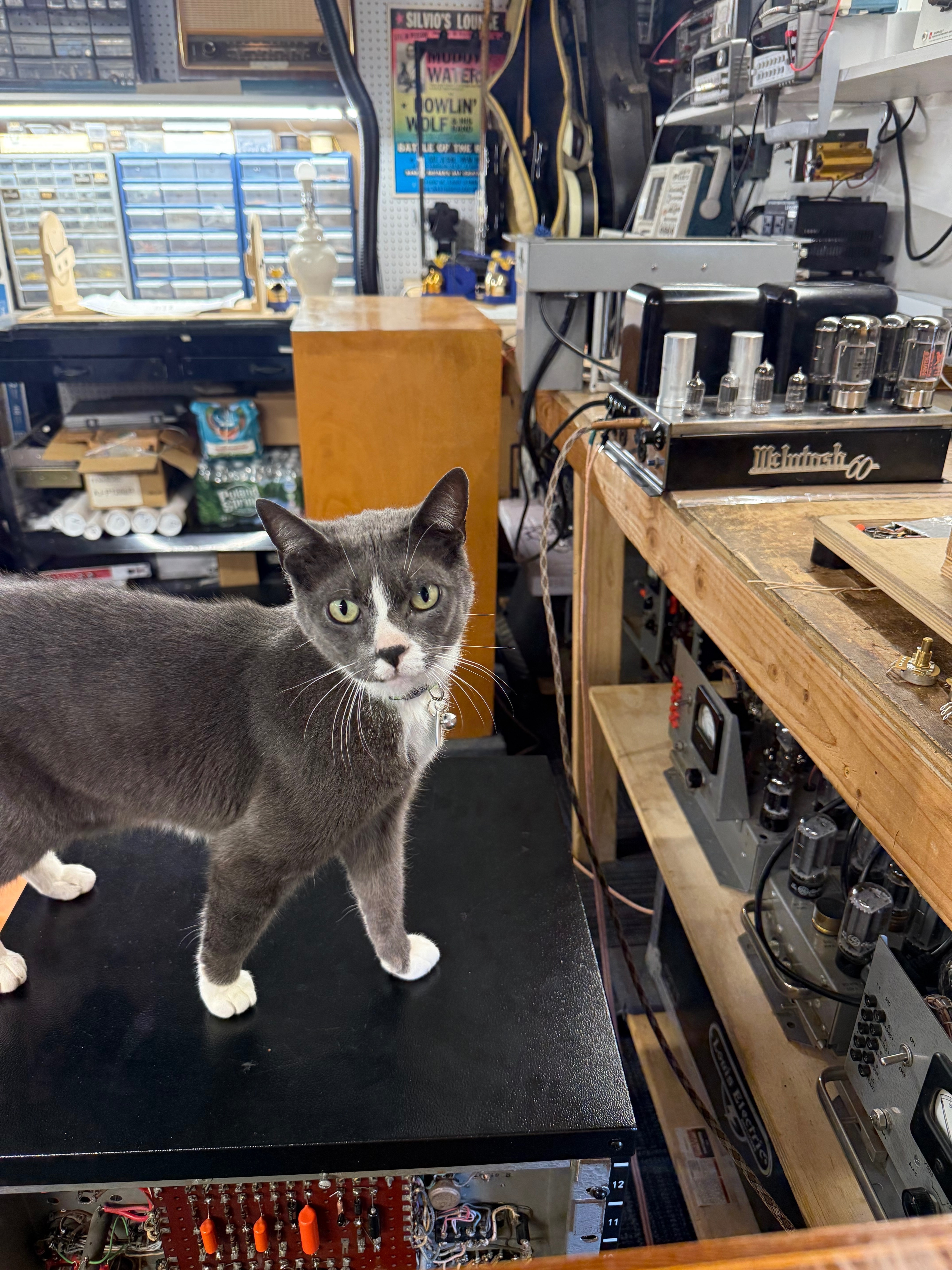 Lost Cat: Gray, No Tail, Bergenfield