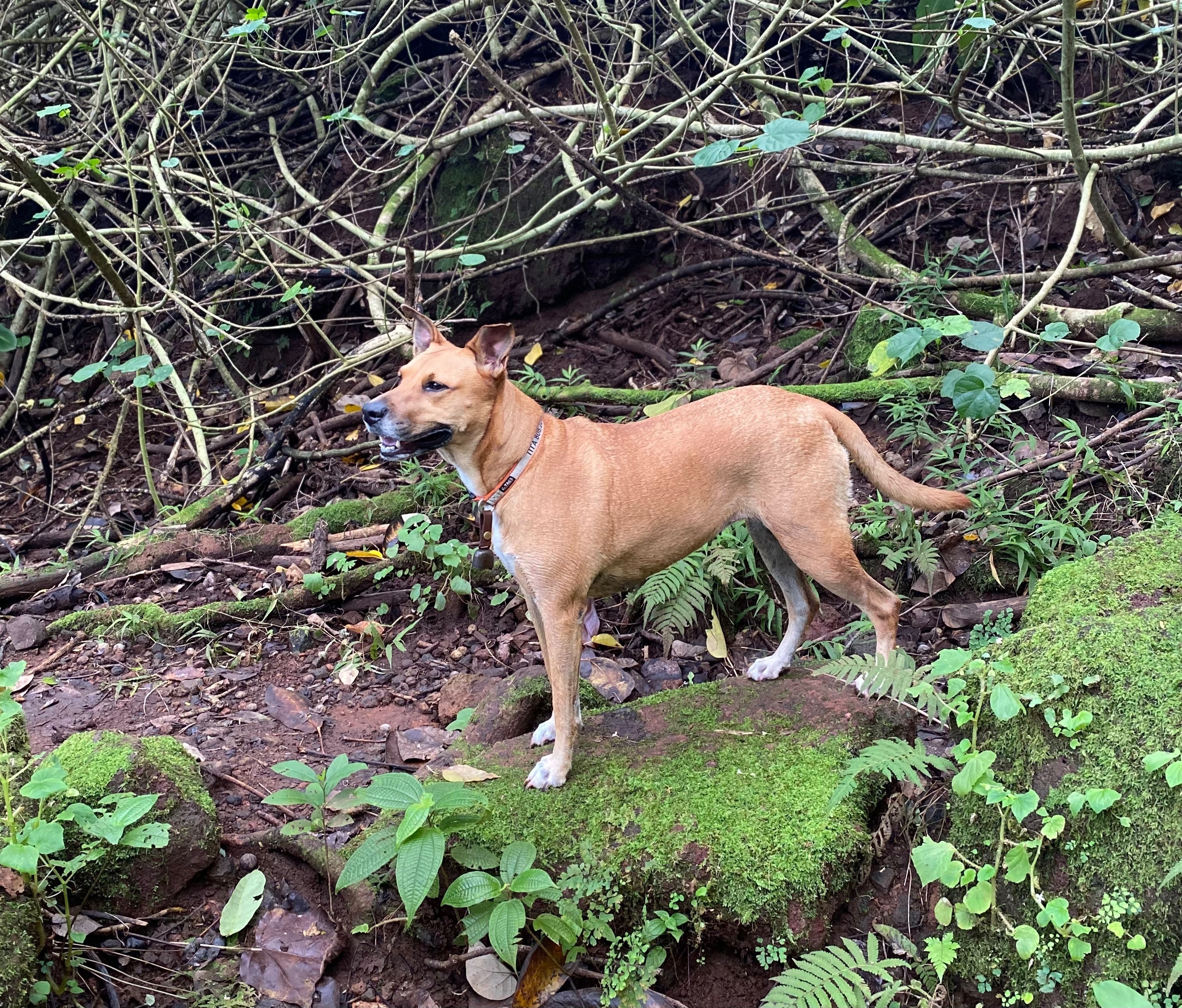 Lost Dog: Chestnut Near Pali Hairpin