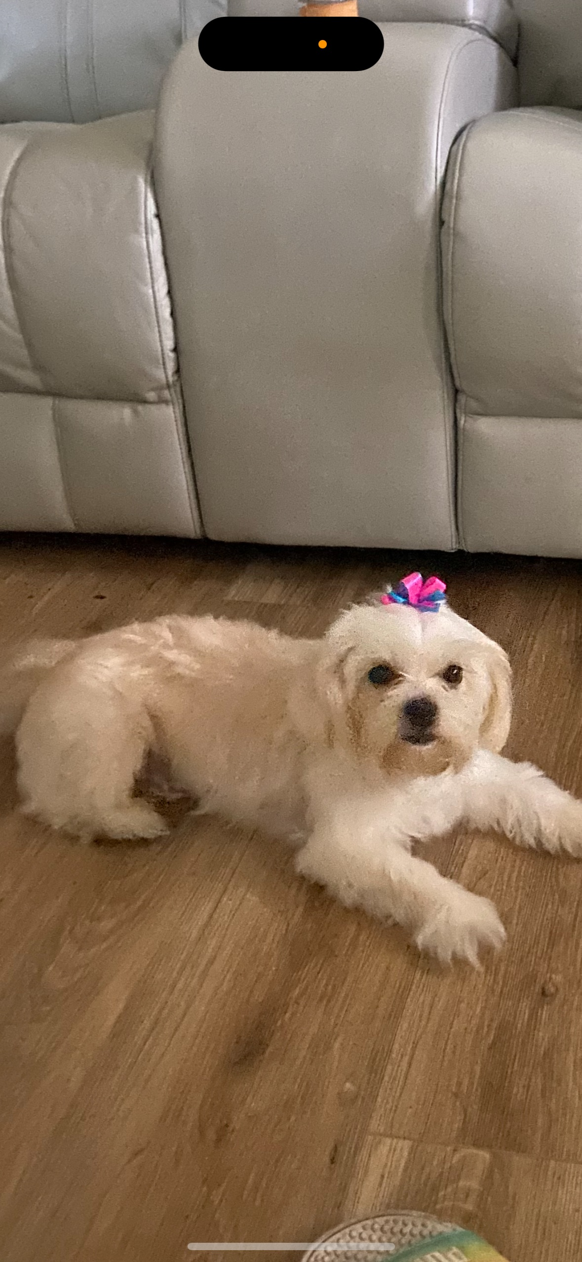 Help Find Queen: Missing Maltese in NOLA