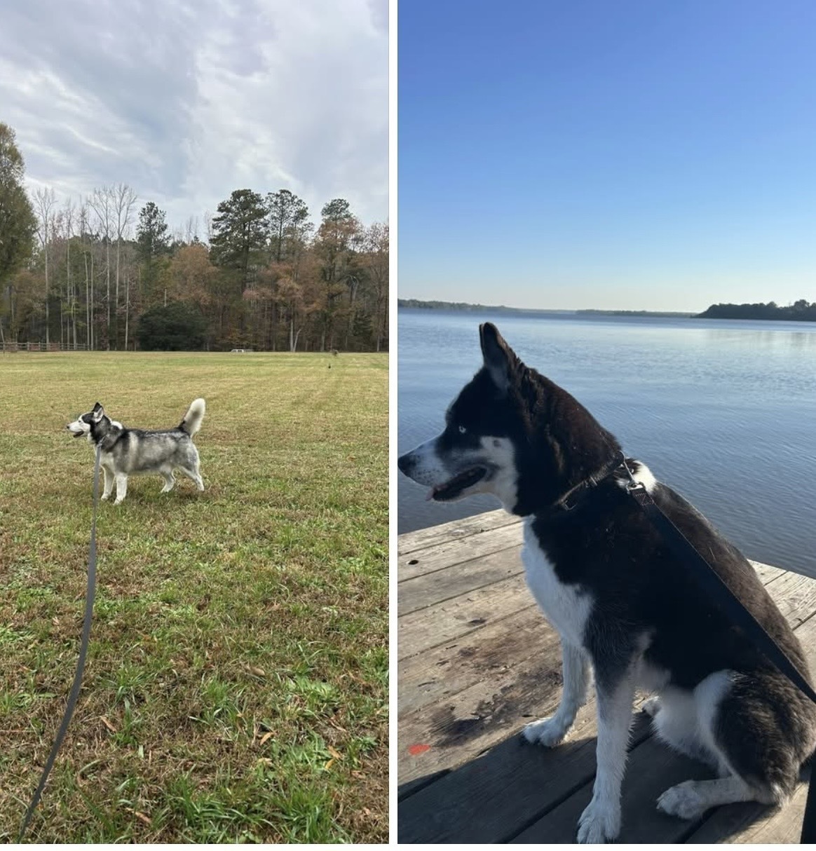 Help Find Missing Huskies: Bruno & Thor