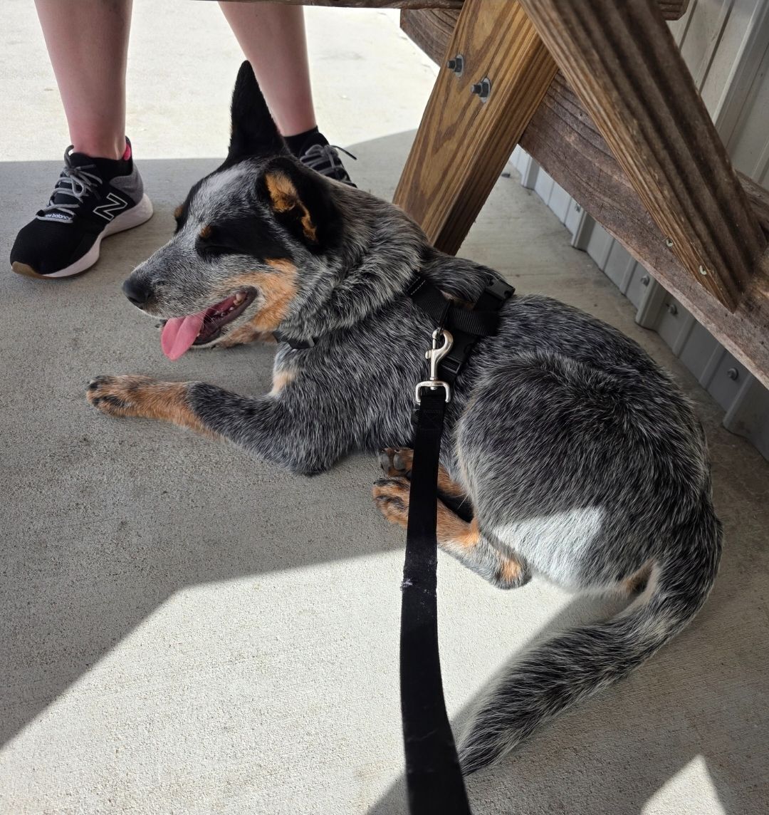 Help Find Red: 6-Month Blue Heeler Lost