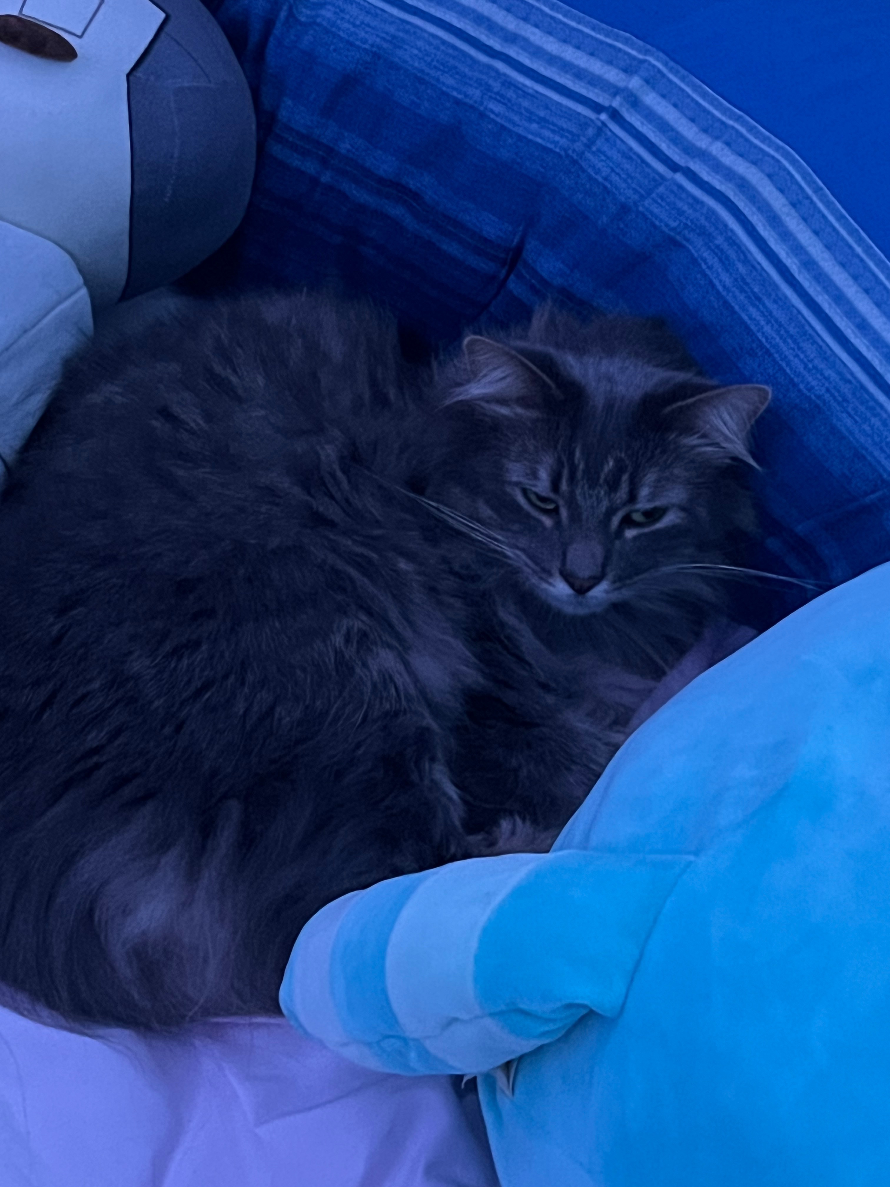 Lost Gray Cat 'Cloud' on Joyce Drive