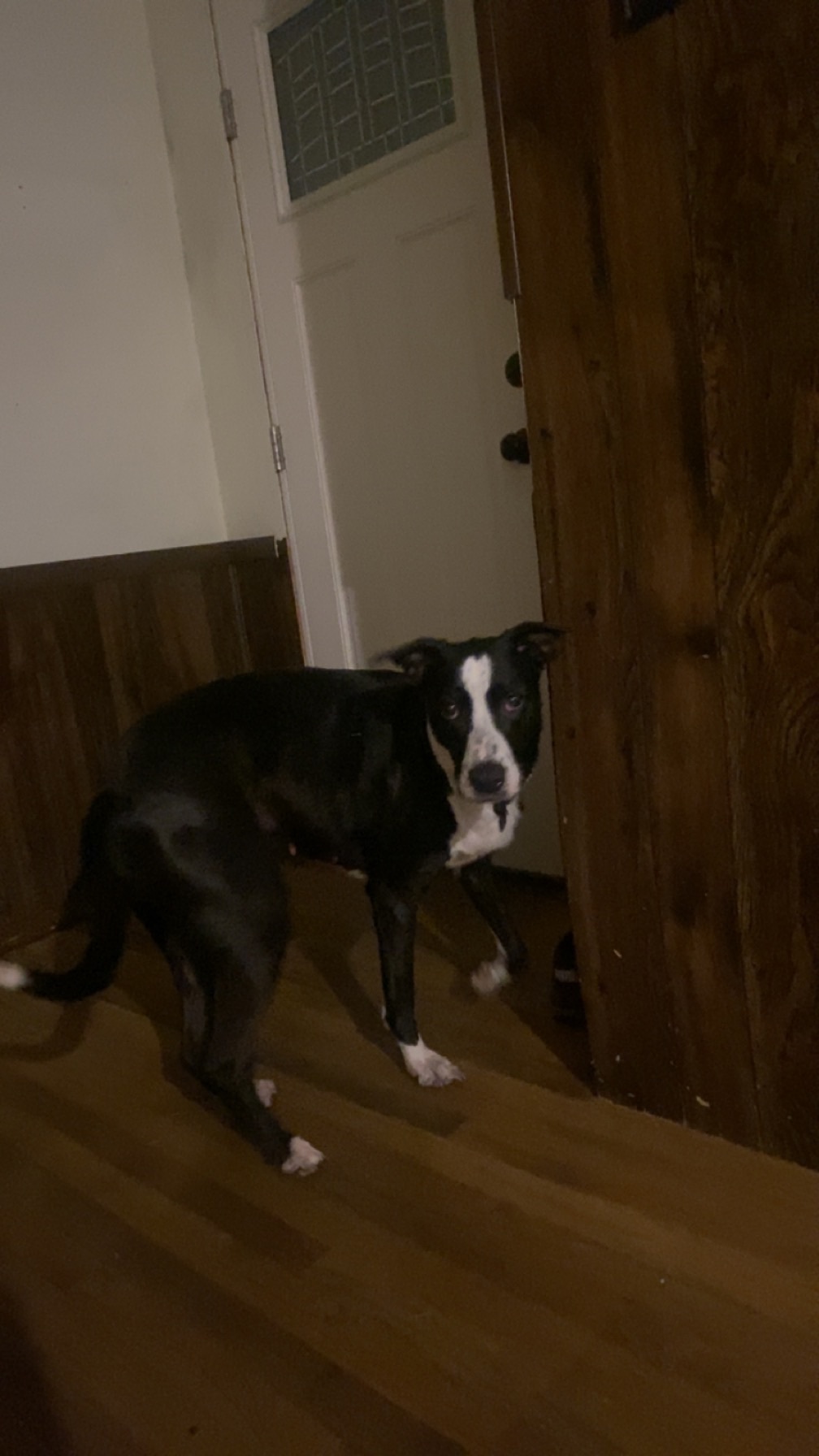 Lost Dog: Black & White, Heart Marking