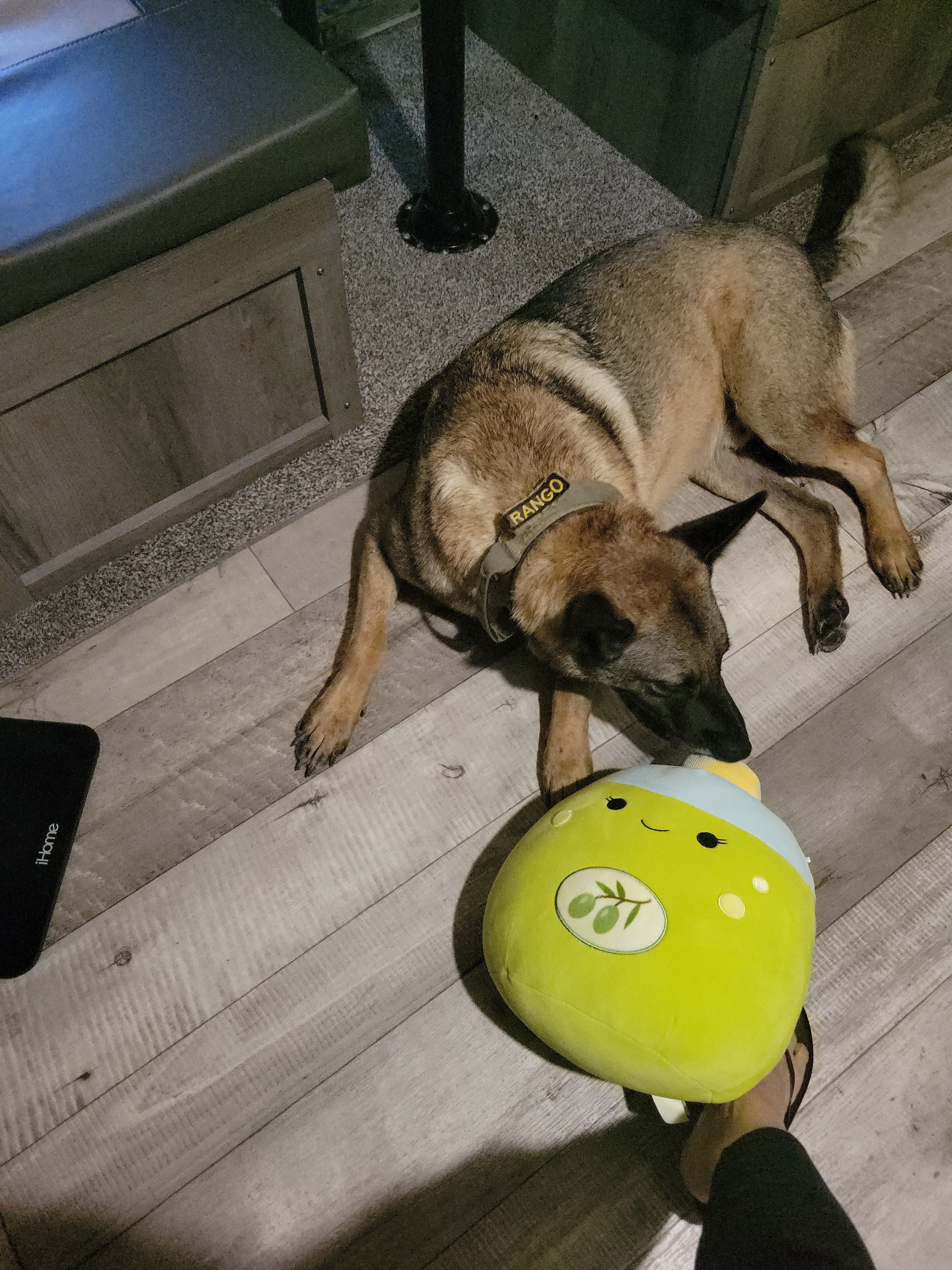 Lost Dog Near Lavon Lake, Texas