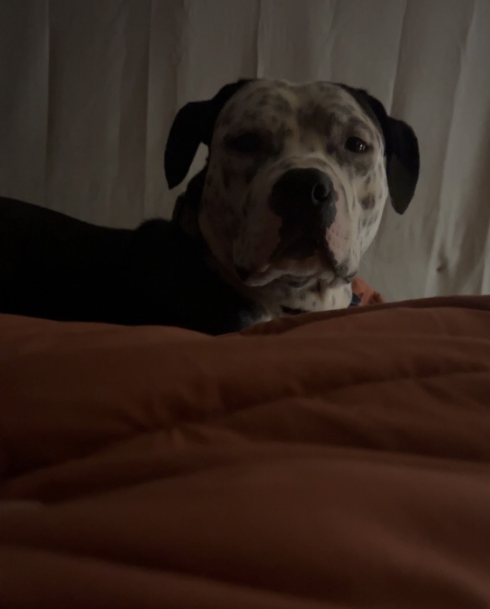 Lost Dog: Scared, Needs Safe Return