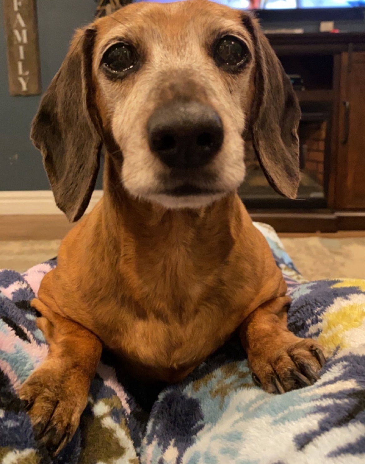 Lost Brown Mini Dachshund - East Buchert