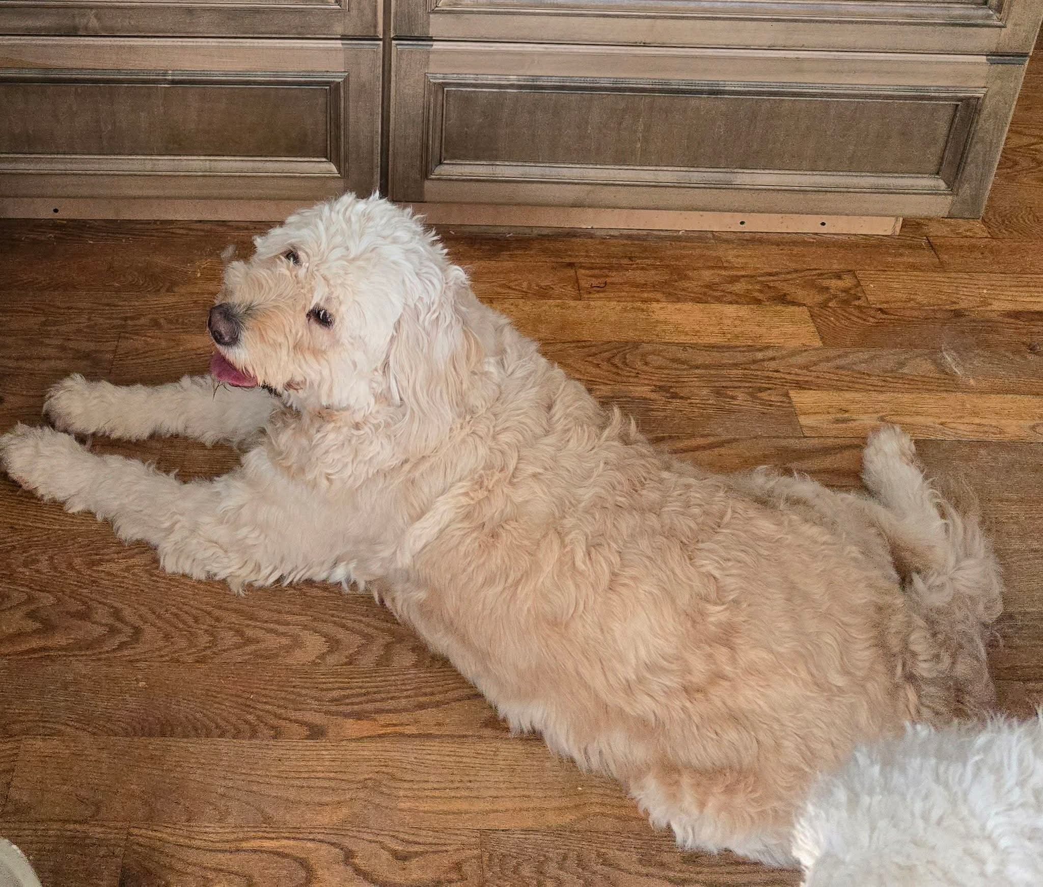 Lost Goldendoodle in Williamston, MI