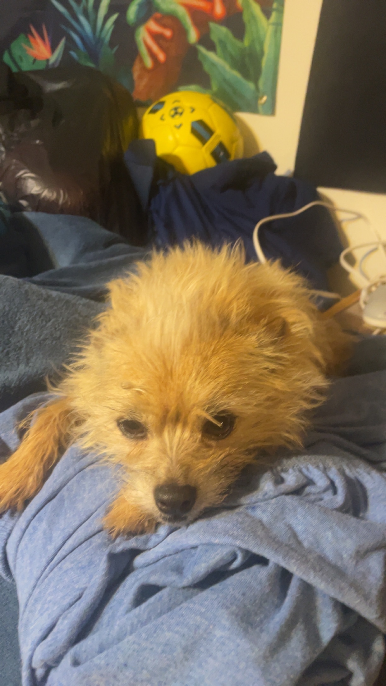 Lost Blonde Dog: Sweet, Scrappy in Pawnee
