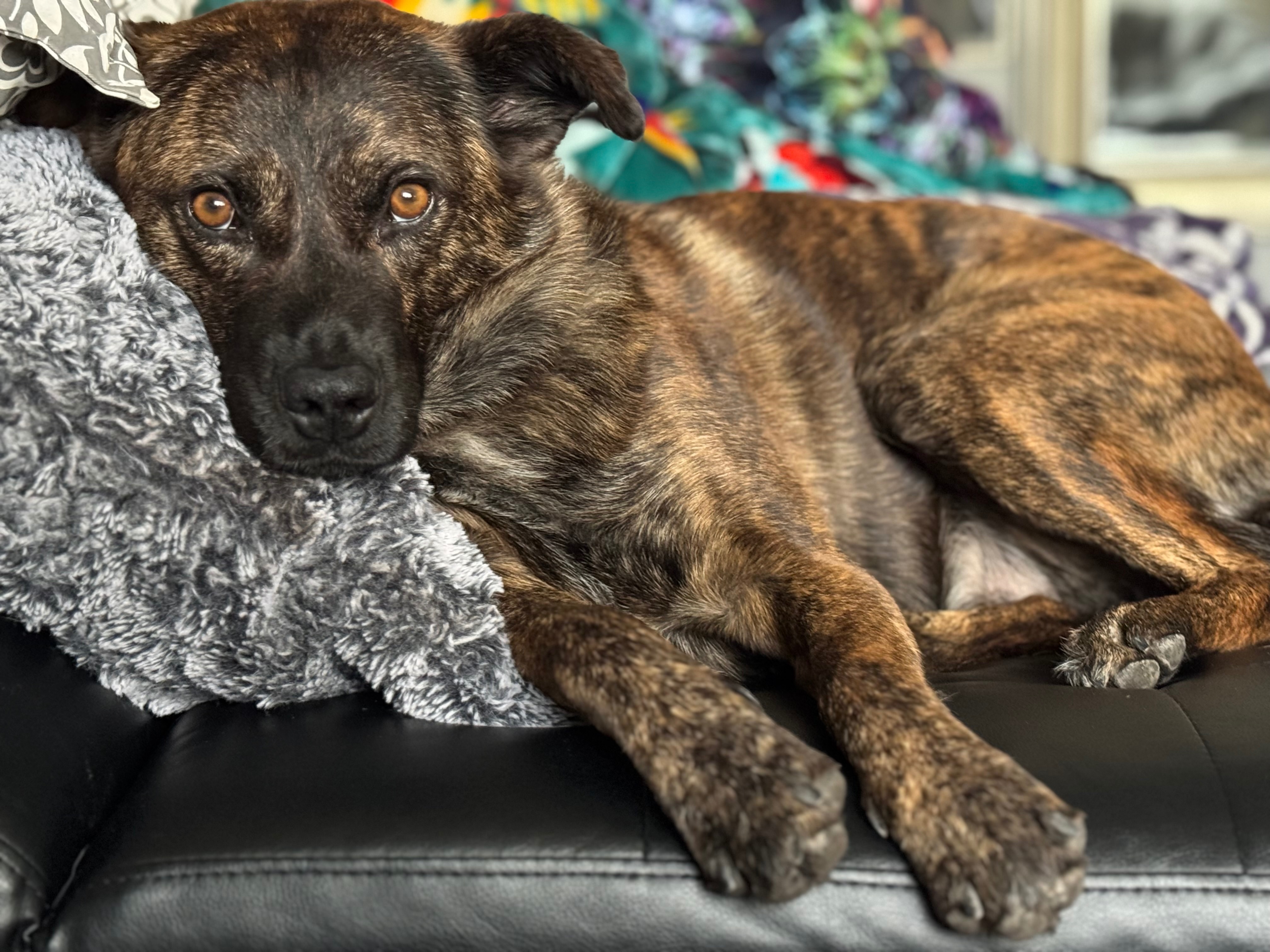 Lost Sweet Shepherd Mix in Salt Lake City