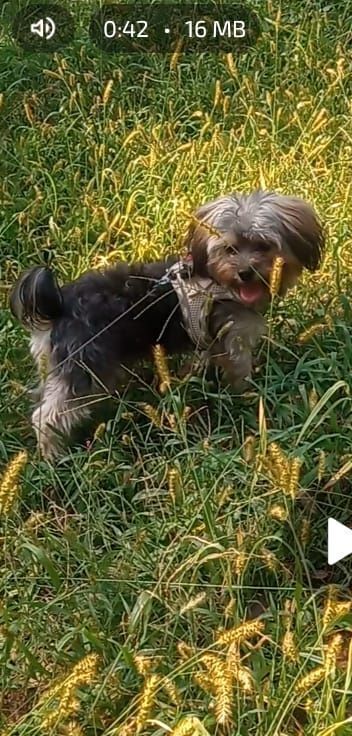 Lost Yorkie: Friendly, Tan Harness, Summit Ave
