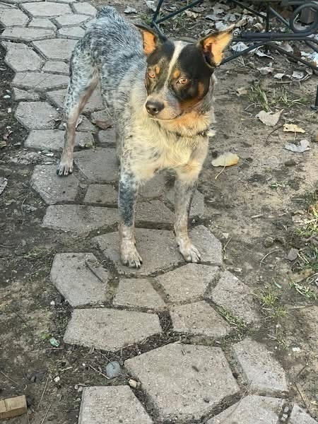 Lost Dog: Black & White, Brown Spots