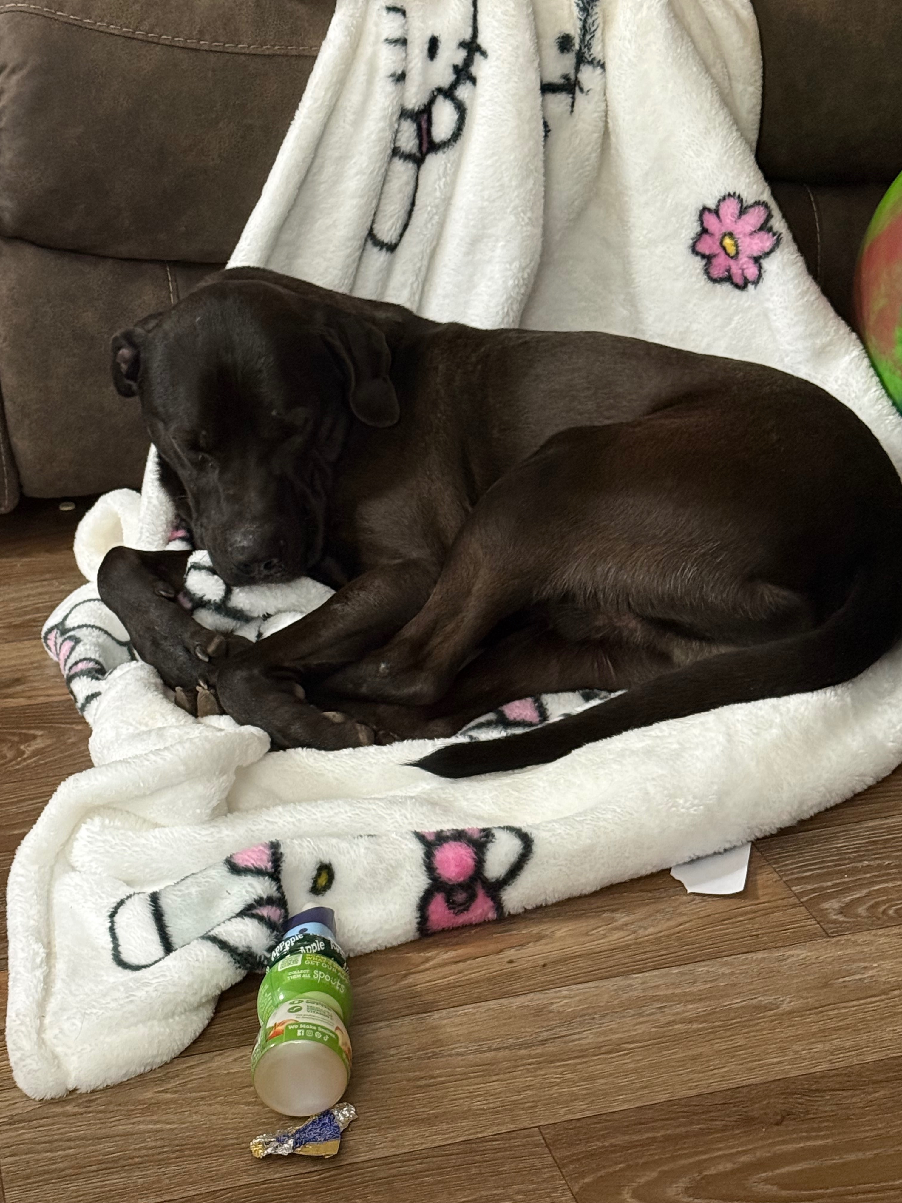 Lost Dog: Black with White Chest, WV