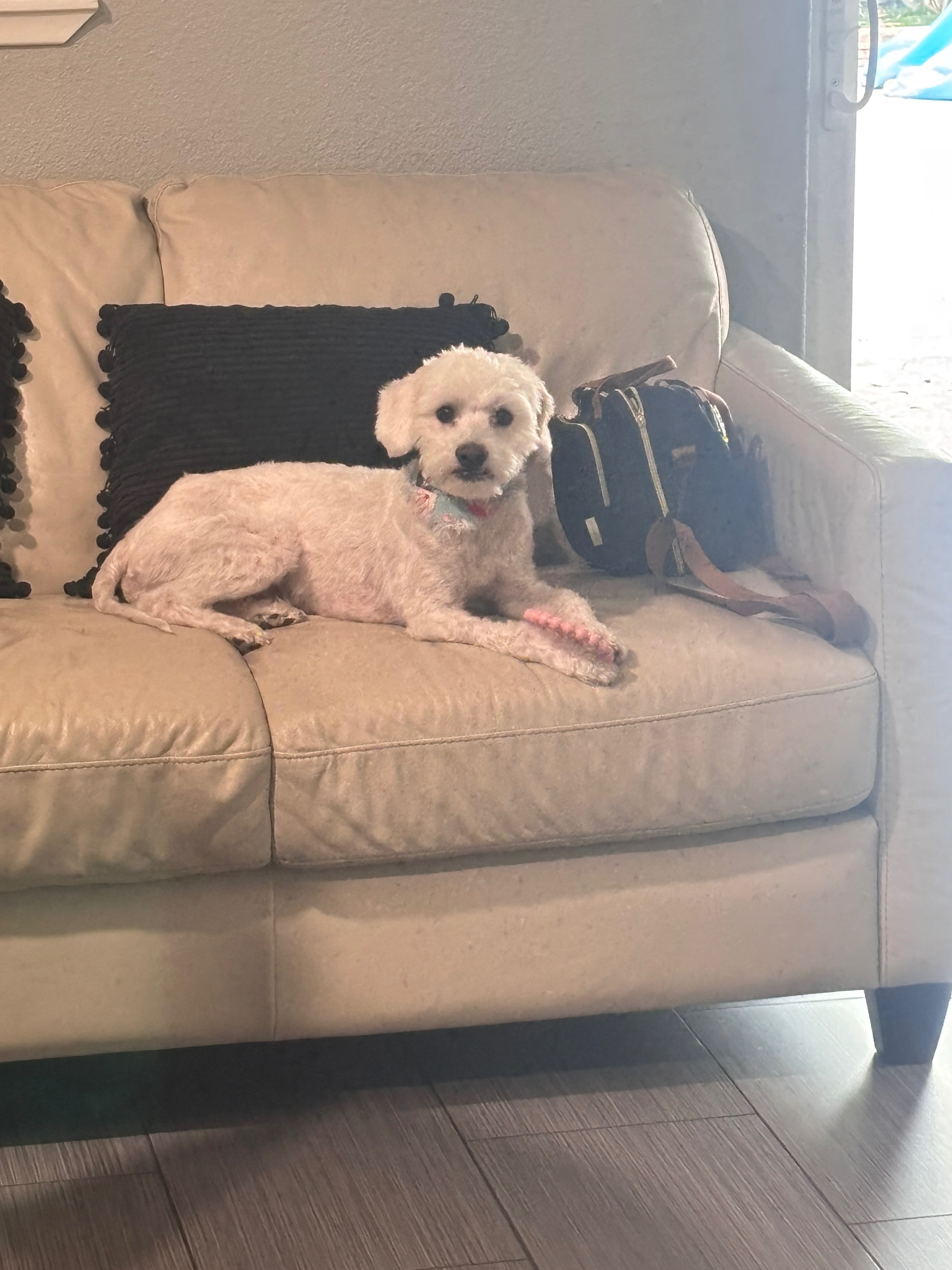 Lost Poodle-Mix: East Owens Ave, N. LV