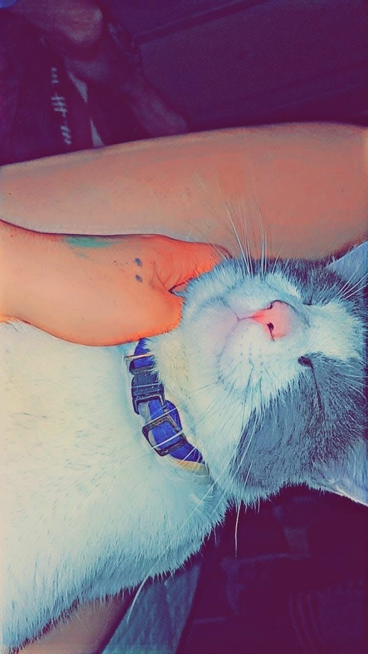 Lost Cat Prince: White & Gray, Glenwood Ave