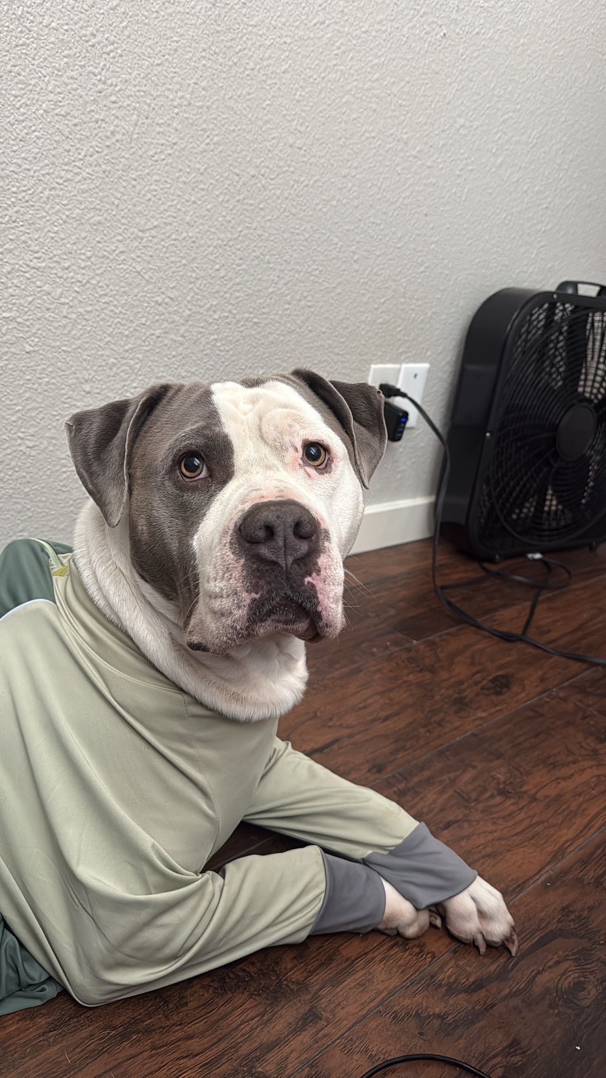 Lost Dog: Friendly Gray & White Pup