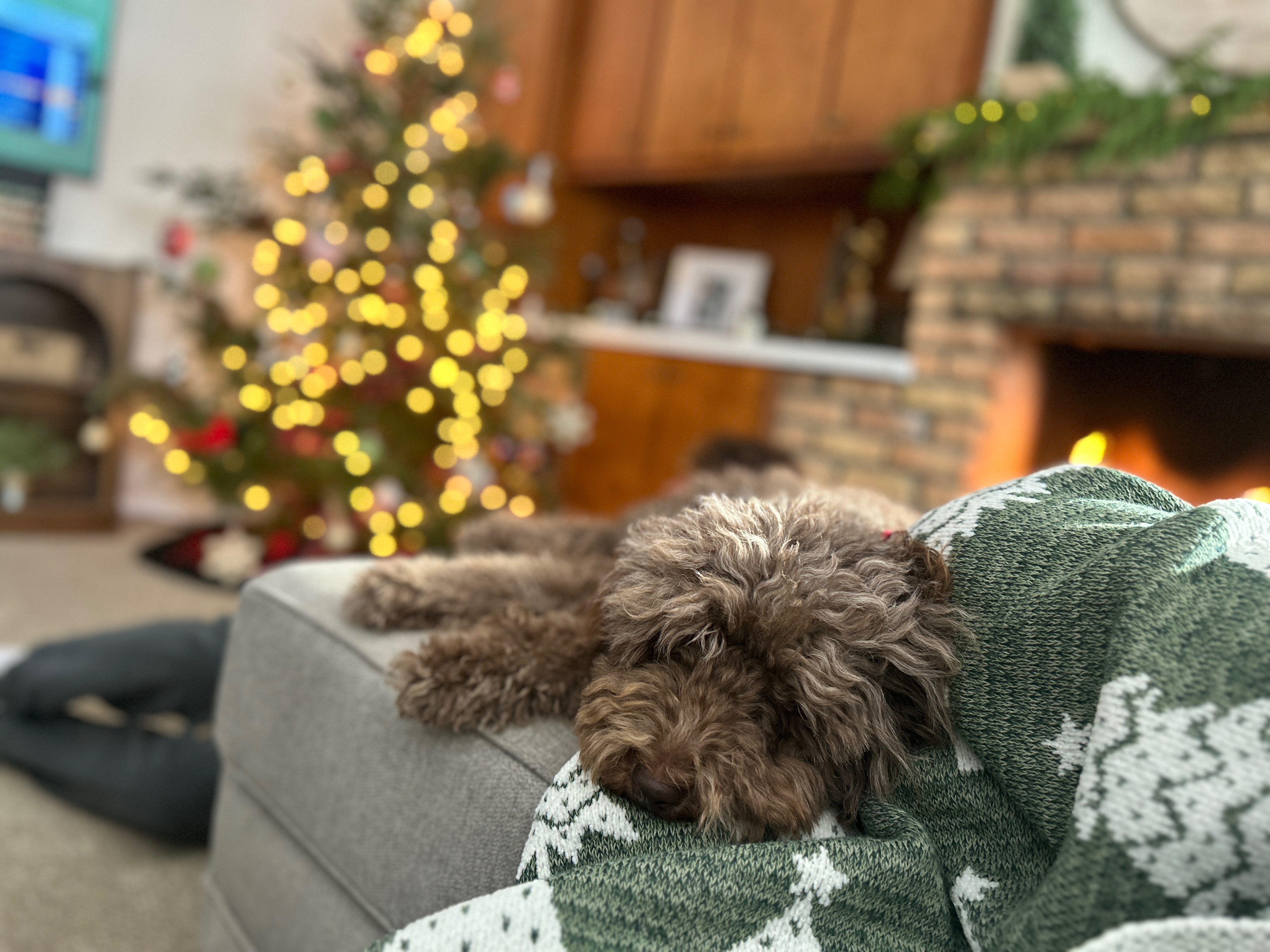 Lost Mini Chocolate Labradoodle in Jackson