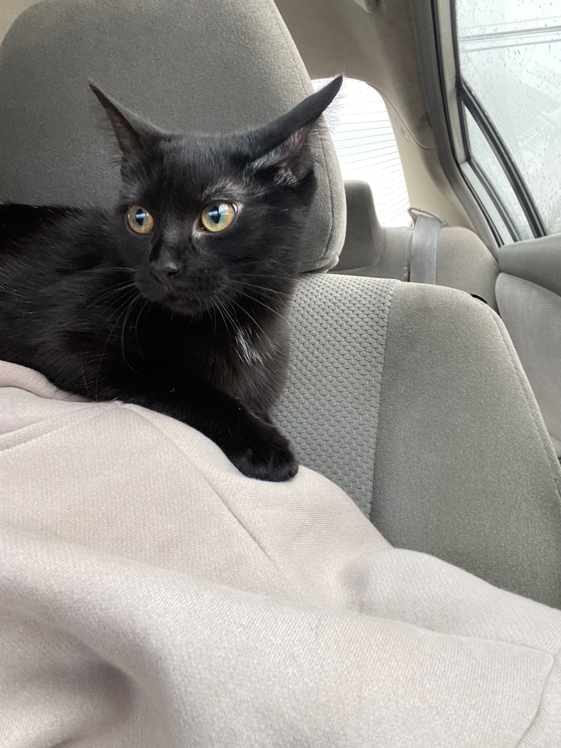 Lost Black Kitten: Medford Area Alert!