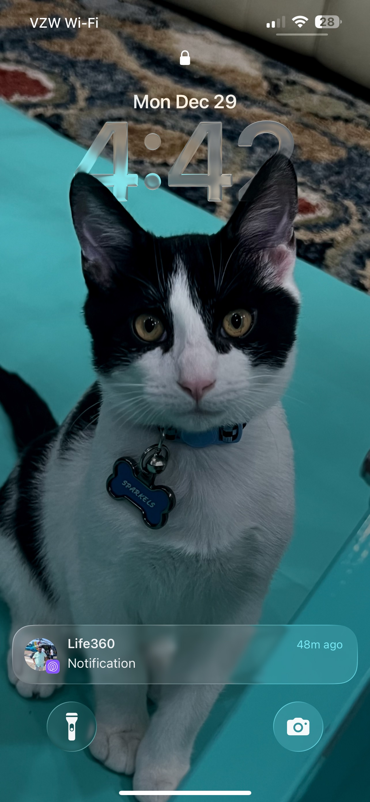 Lost Cat: Black & White on Winding Slope