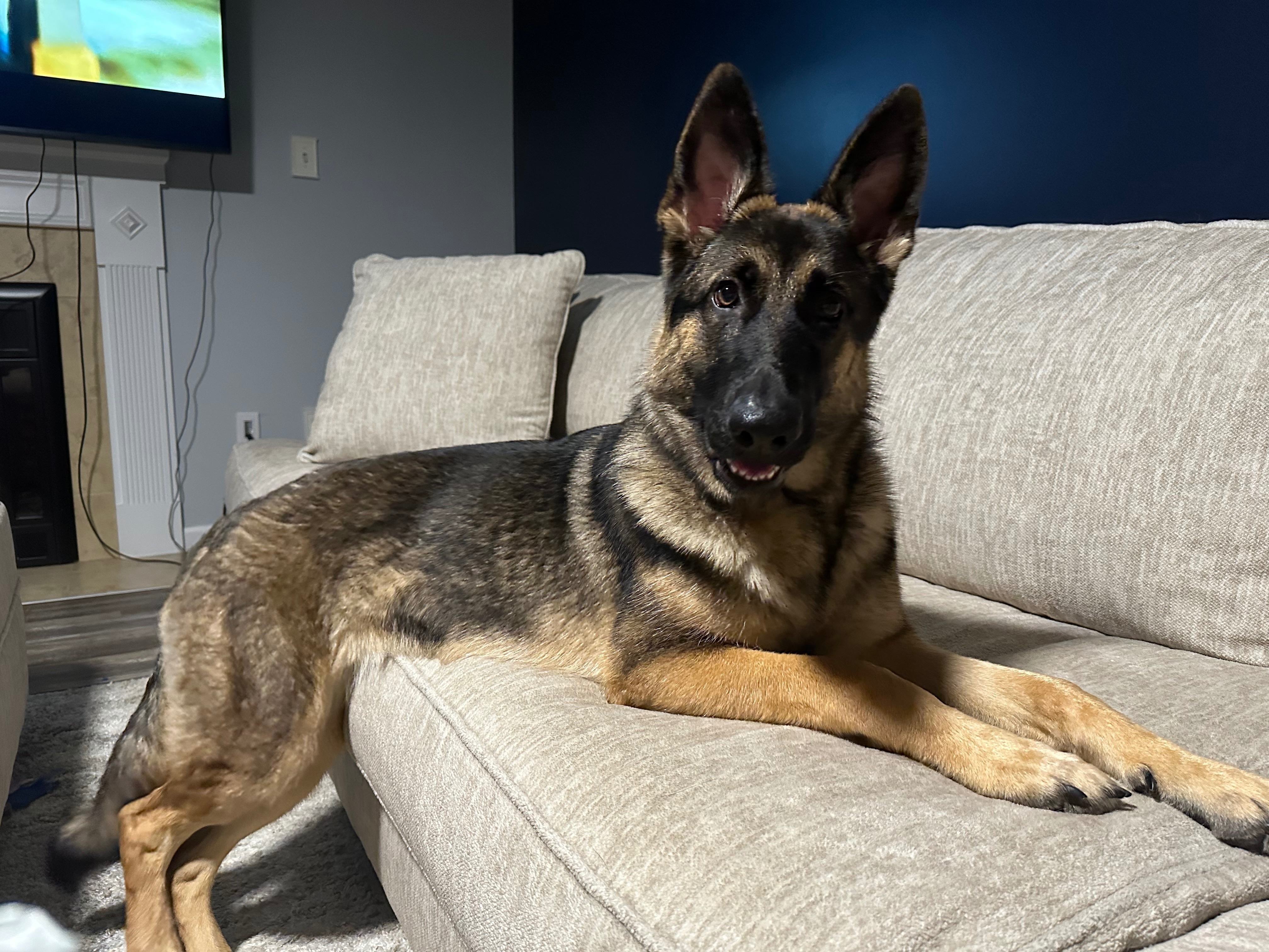 Lost German Shepherd: Blue in Golden, CO