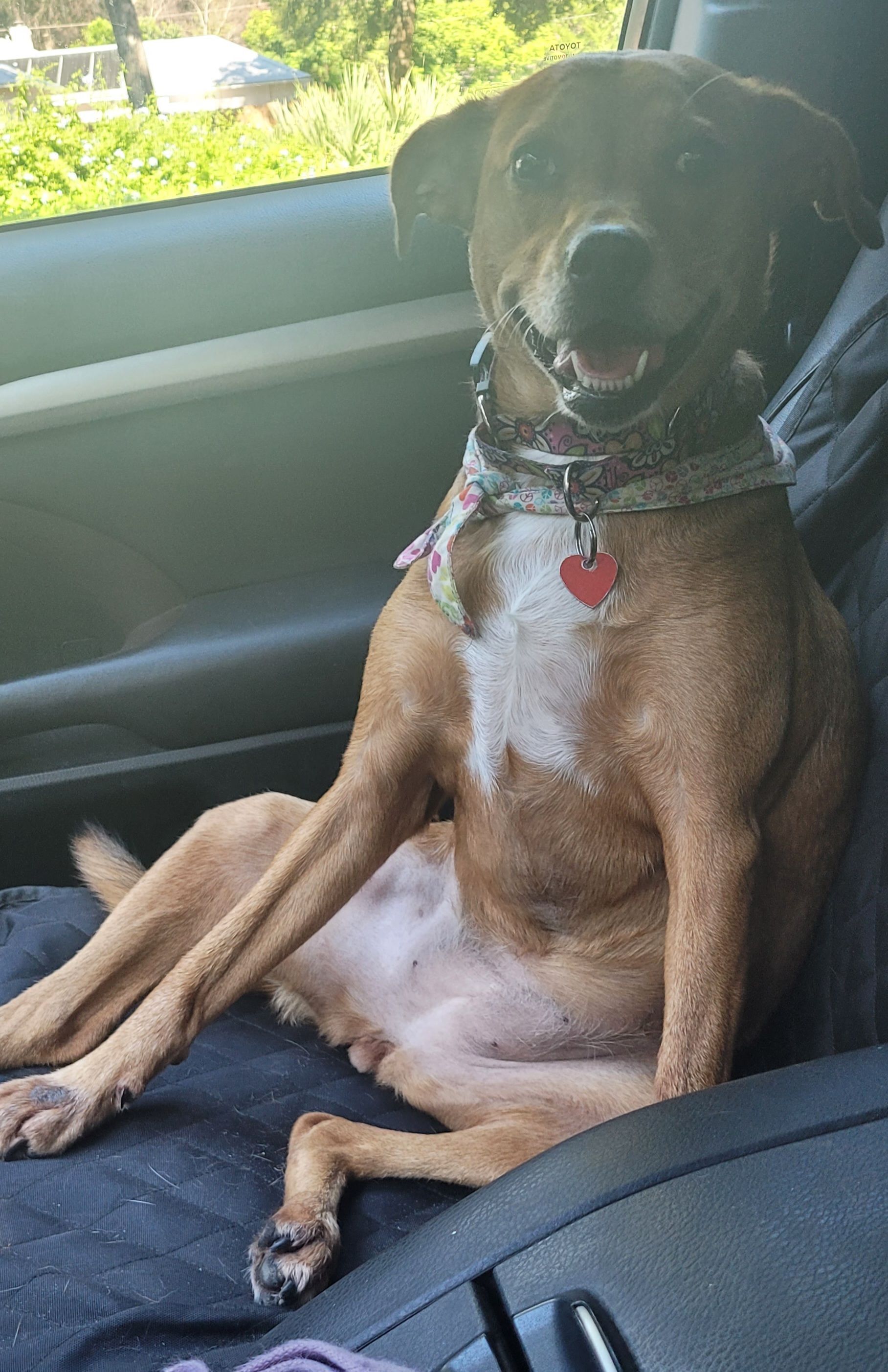 Tan, medium size. Has long leash, collar & ID tag. Spayed female.